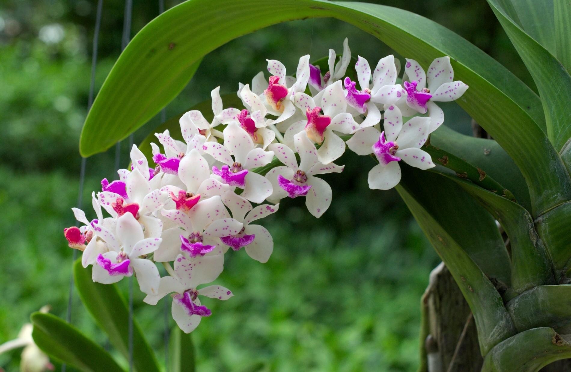 128513 descargar imagen orquídea, flores, hojas, borrosidad, suave, florecer, floración, rama: fondos de pantalla y protectores de pantalla gratis