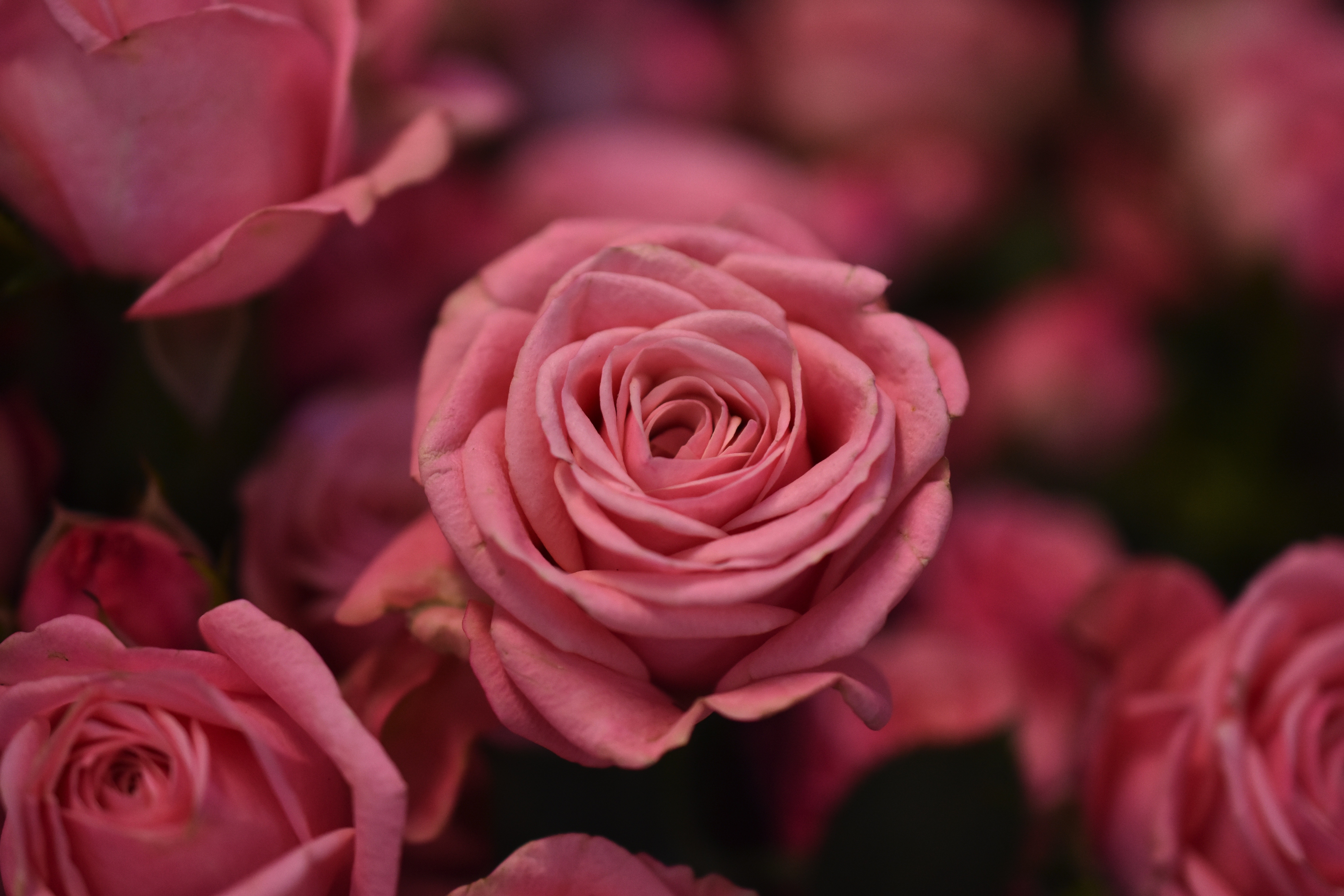 Free download wallpaper Nature, Flowers, Macro, Rose, Earth, Pink Flower on your PC desktop