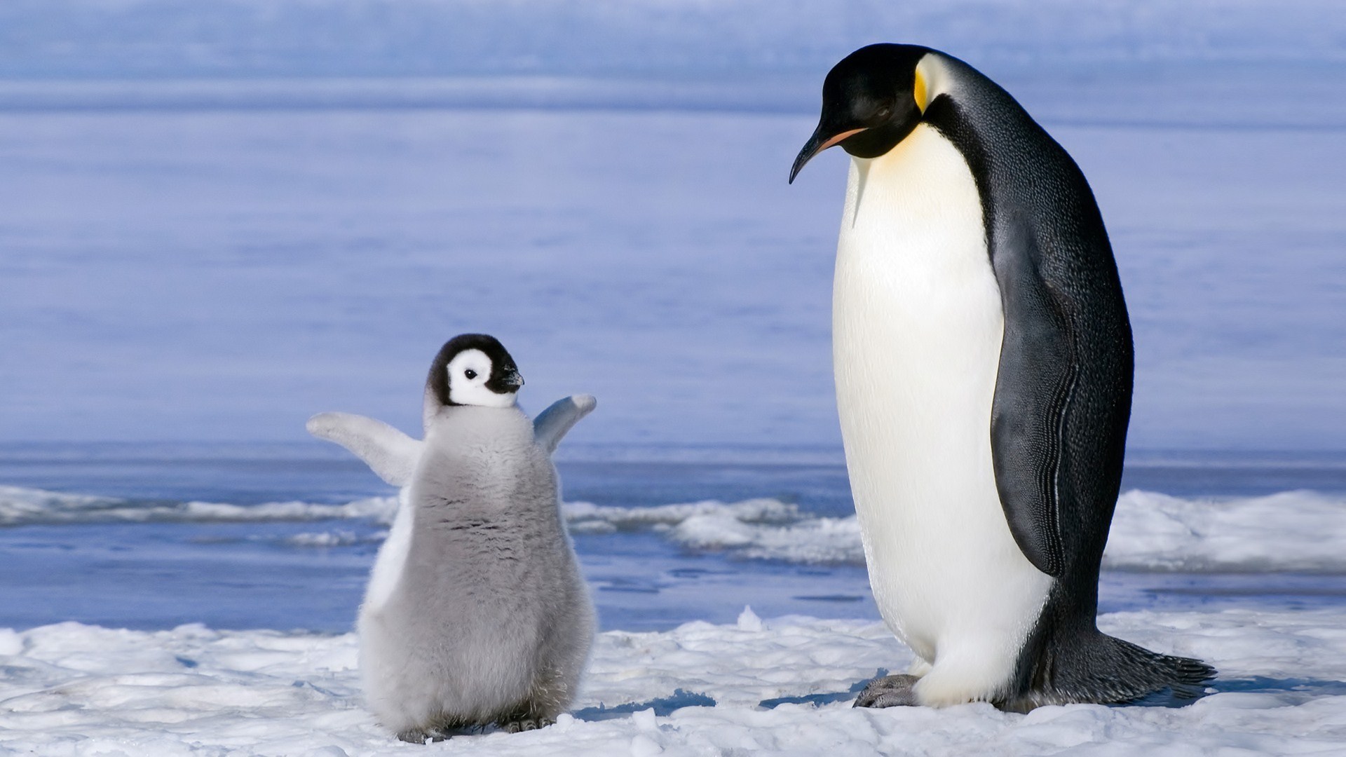 320335 Bild herunterladen tiere, pinguin, vogel, vögel - Hintergrundbilder und Bildschirmschoner kostenlos