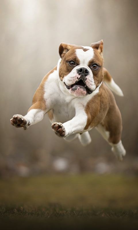 Download mobile wallpaper Dogs, Dog, Animal, English Bulldog, Depth Of Field for free.