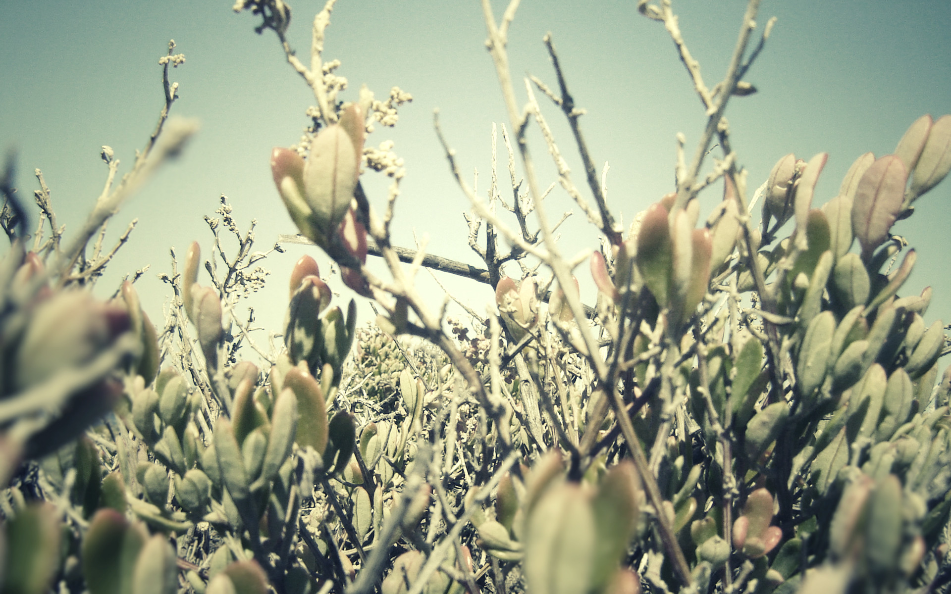 Descarga gratuita de fondo de pantalla para móvil de Planta, Tierra/naturaleza.