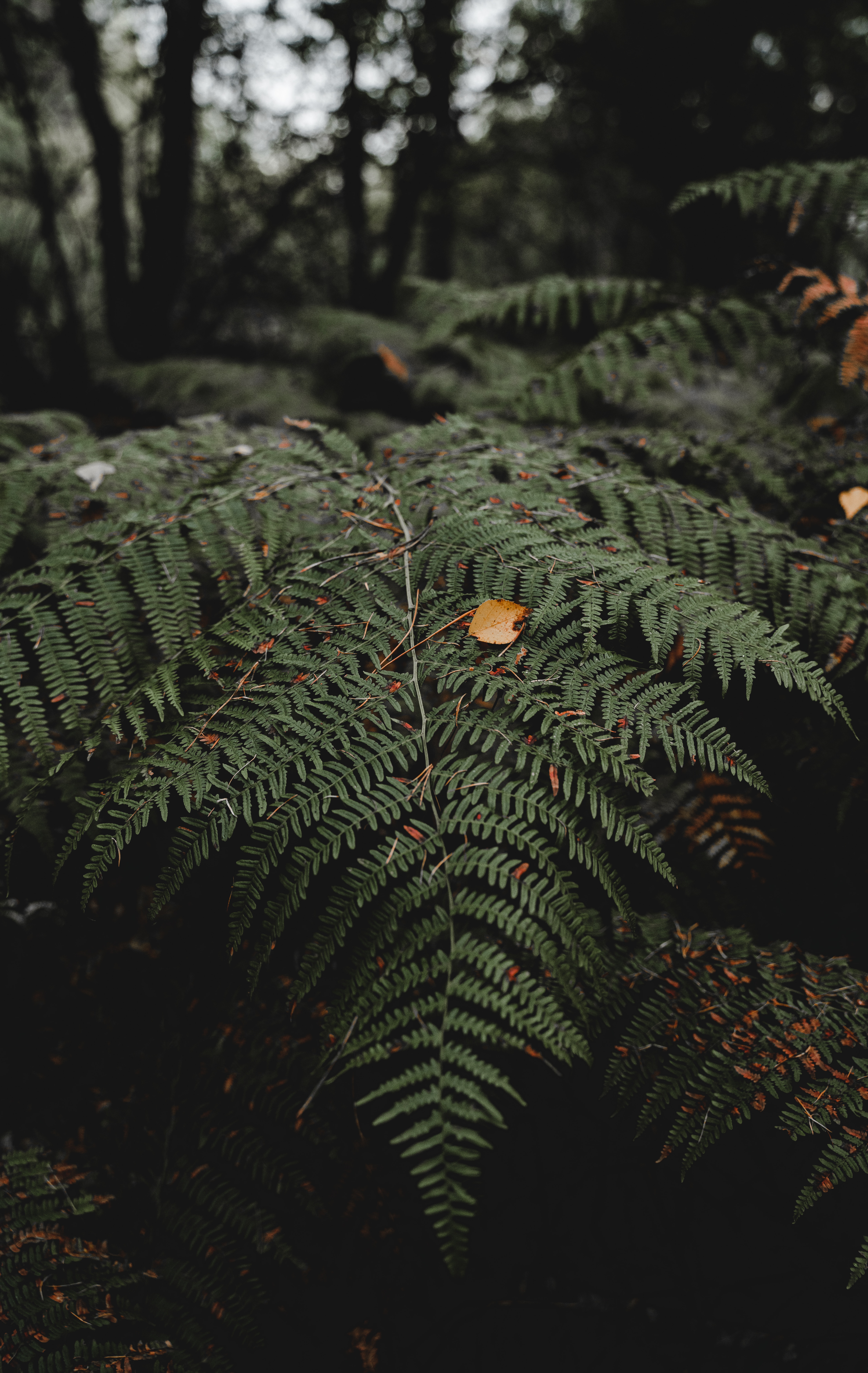 Free download wallpaper Nature, Leaves, Plant, Fern on your PC desktop