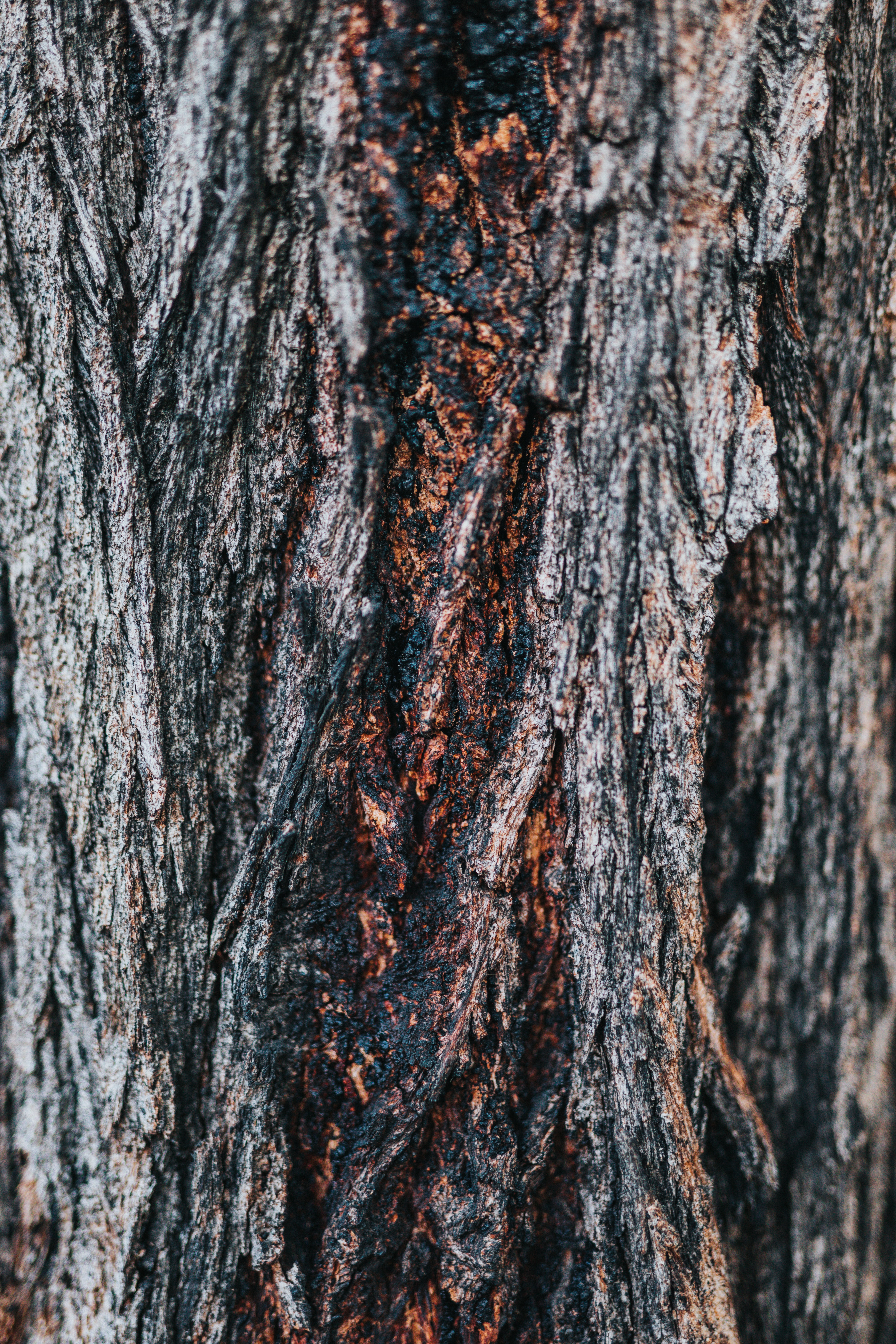 textures, wooden, wood, tree, texture, relief, bark Smartphone Background
