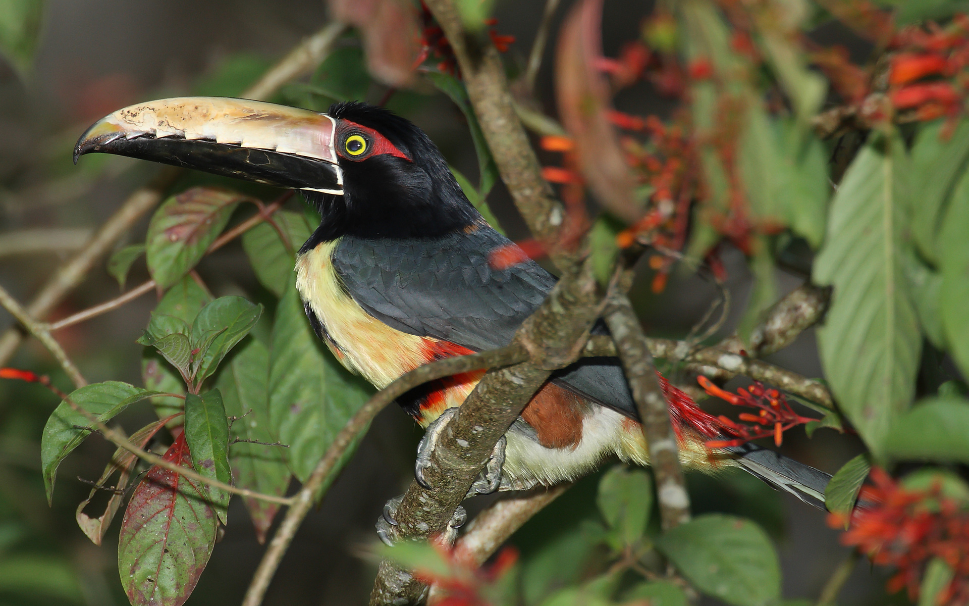 Free download wallpaper Birds, Bird, Animal, Toucan, Collared Aracari on your PC desktop