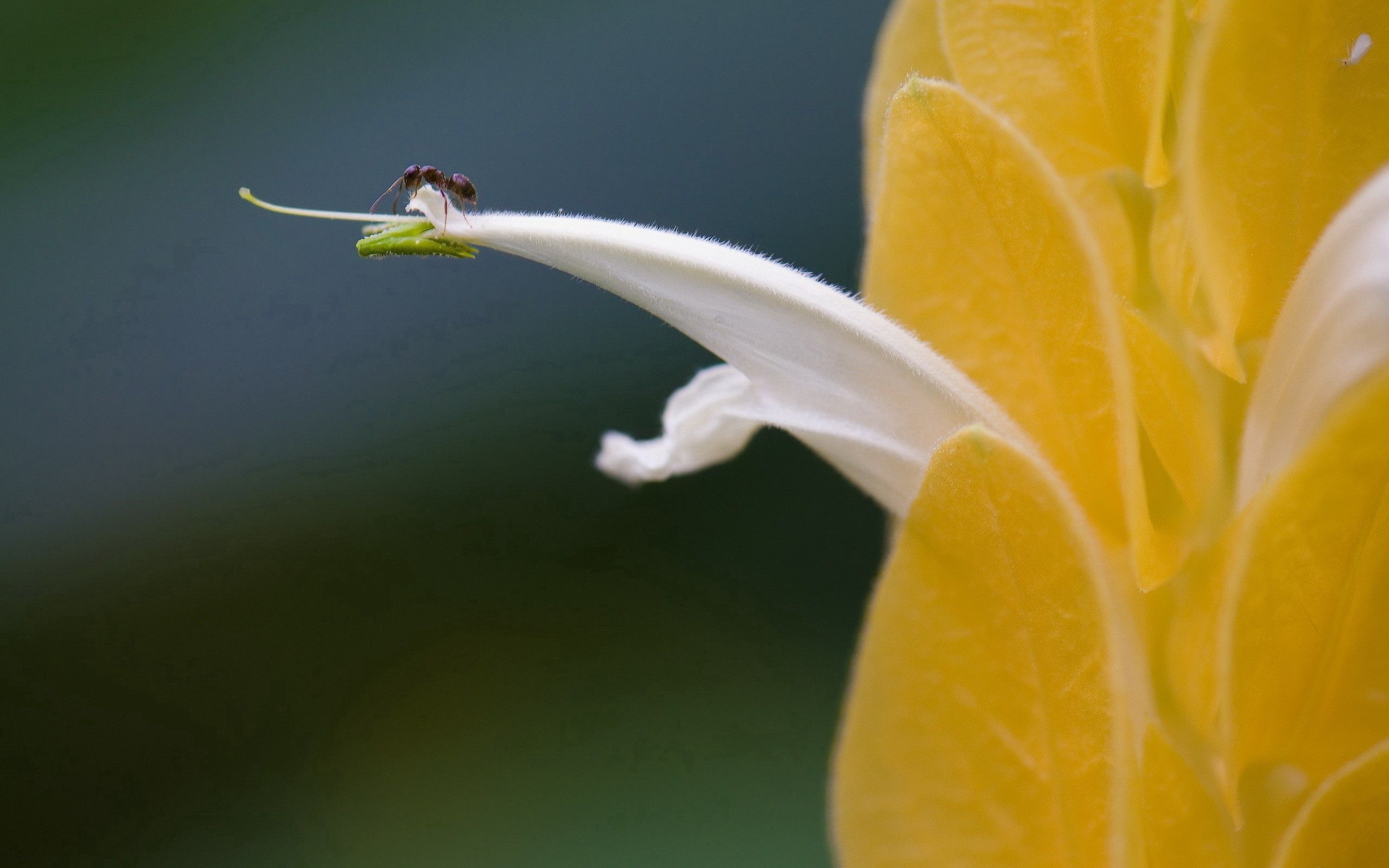 Descarga gratuita de fondo de pantalla para móvil de Brillar, Pétalos, Insecto, Macro, Luz.