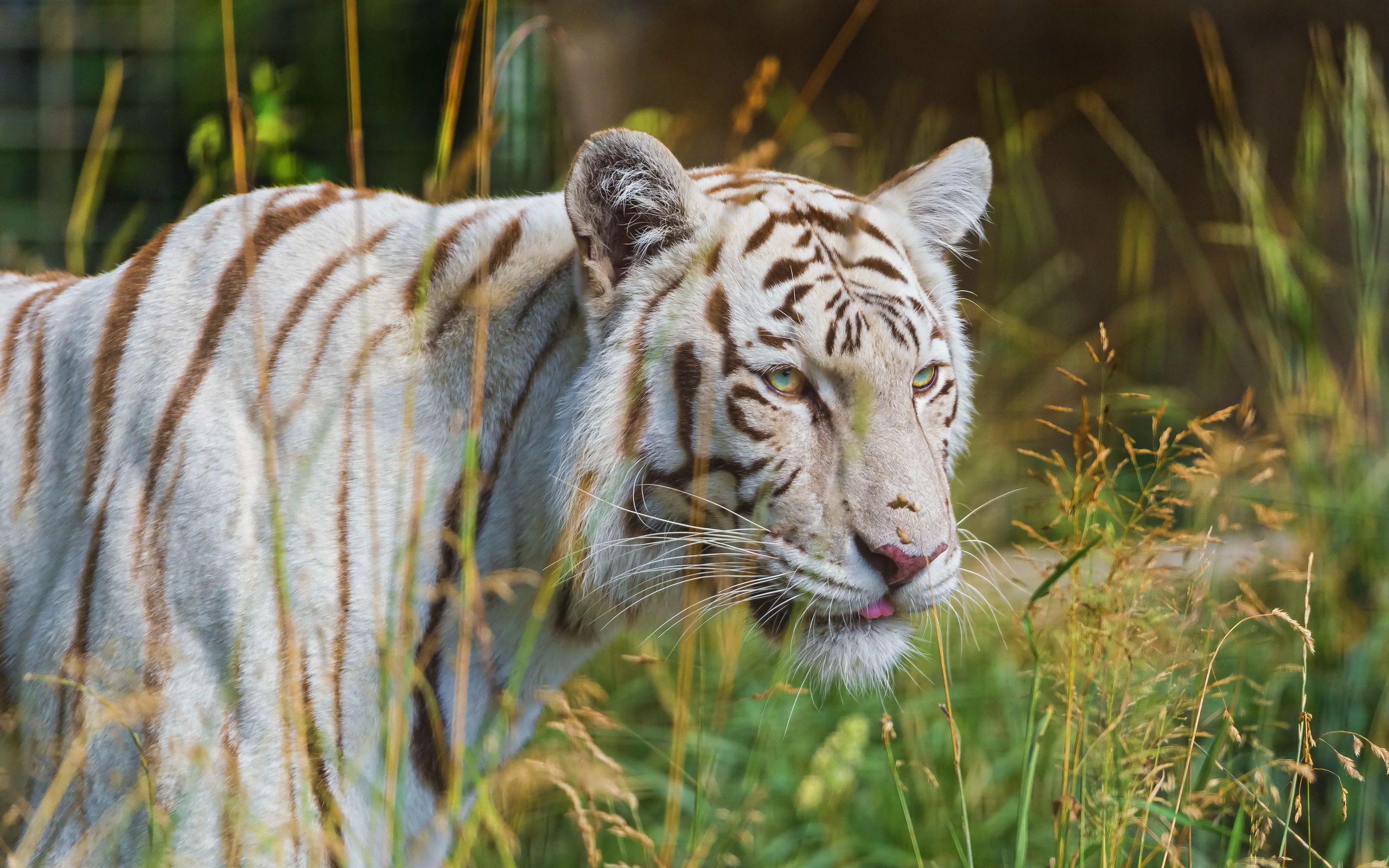 Скачати мобільні шпалери Тигр, Тварина, Коти, Білий Тигр безкоштовно.