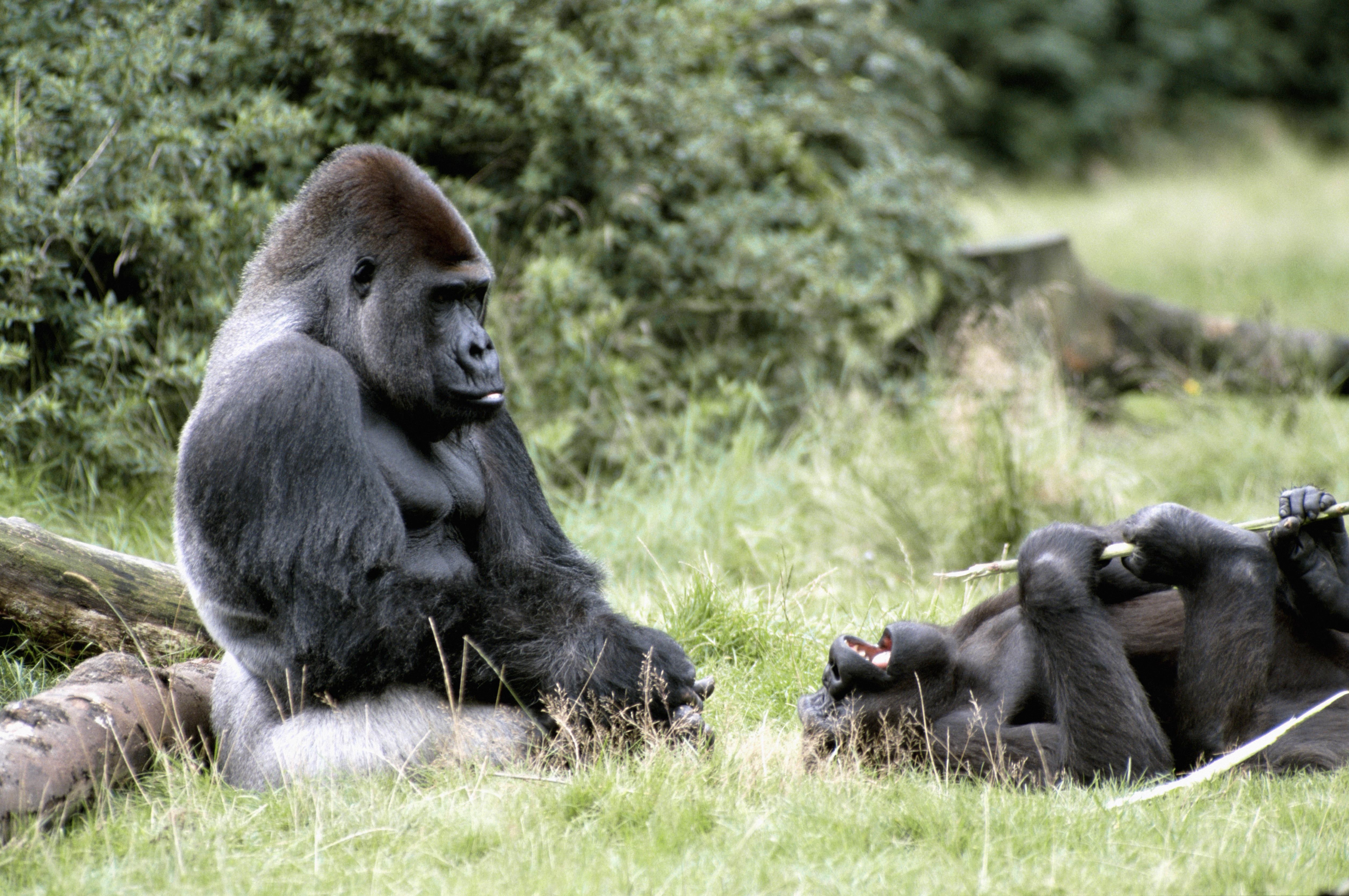 104257 télécharger l'image afrique, gorille, gorilles, animaux, herbe - fonds d'écran et économiseurs d'écran gratuits
