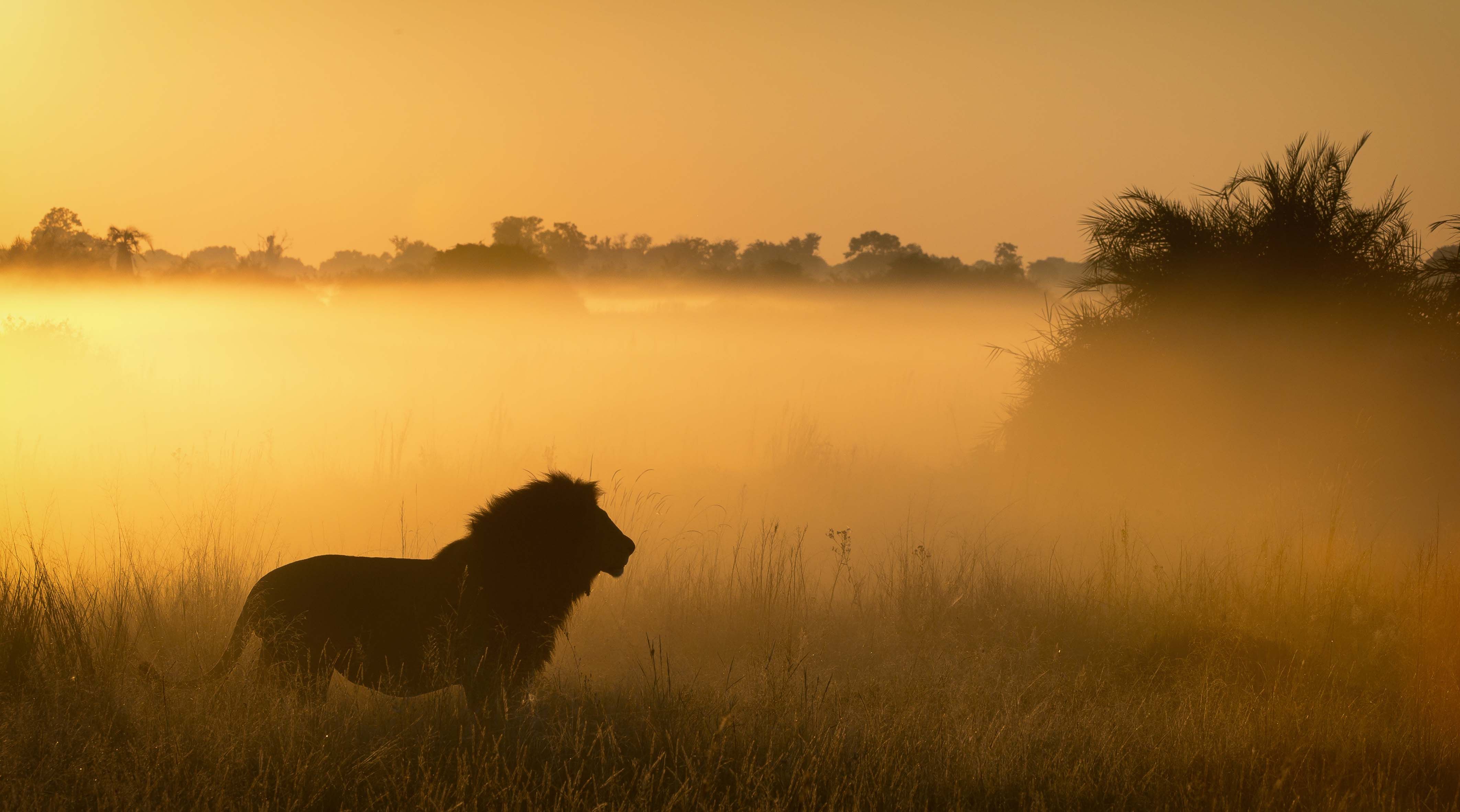 Free download wallpaper Cats, Lion, Animal on your PC desktop