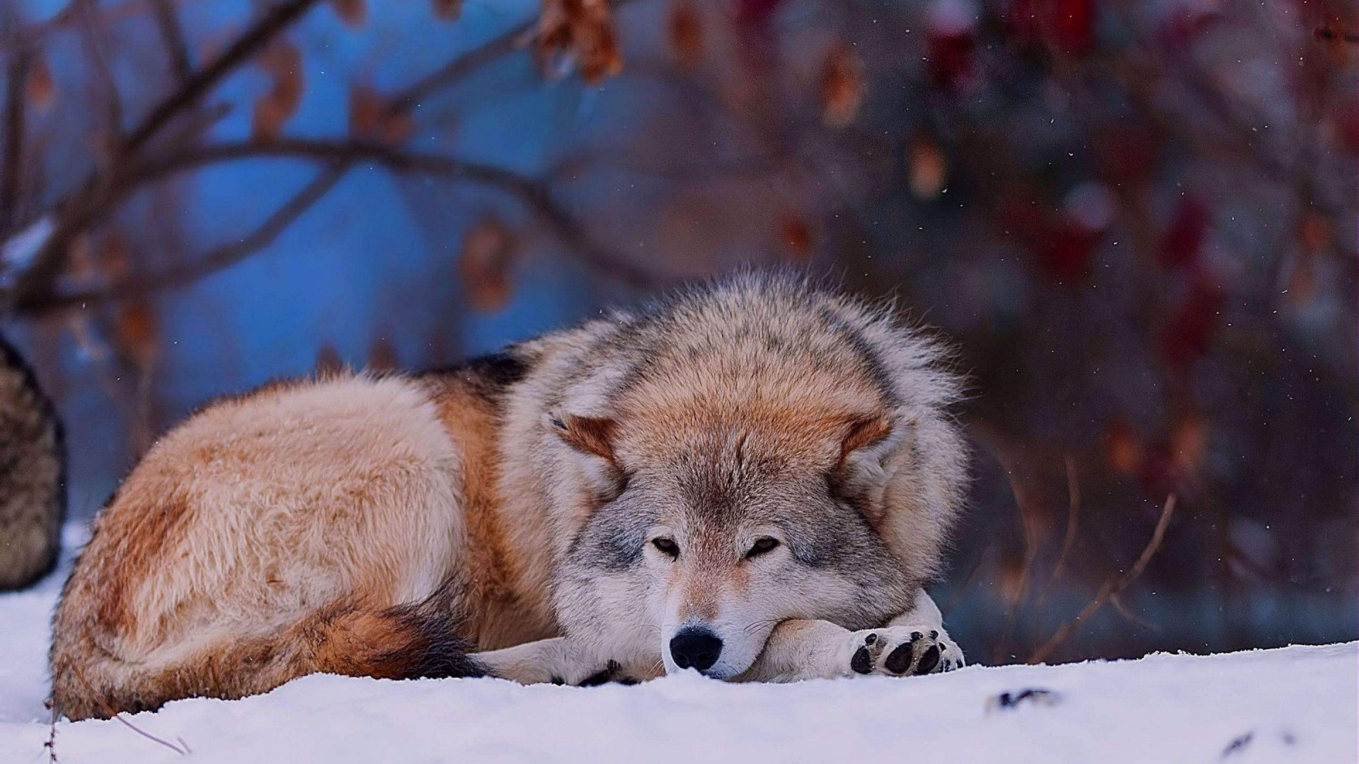 Free download wallpaper Snow, Wolf, Animal, Resting, Wolves on your PC desktop