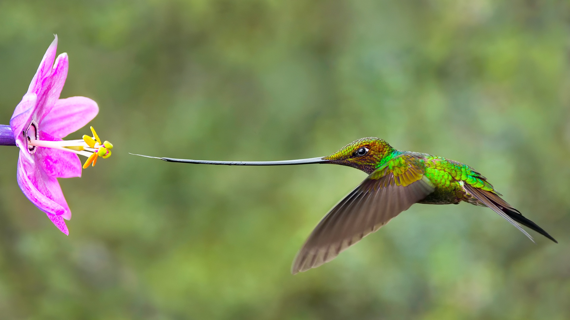 Meilleurs fonds d'écran Colibri Porte Épée pour l'écran du téléphone