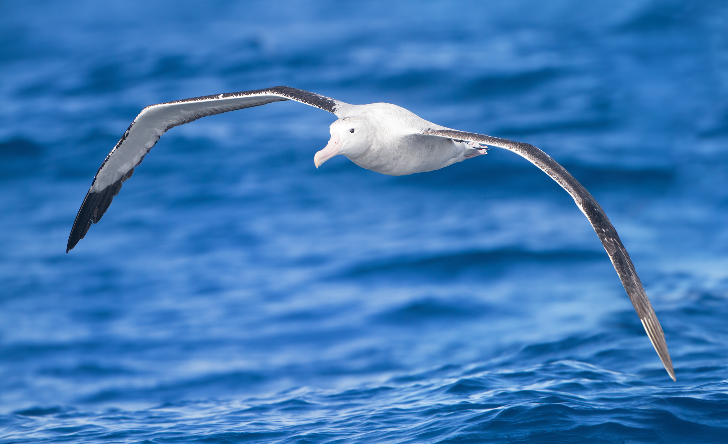 383589 descargar imagen animales, albatros, aves: fondos de pantalla y protectores de pantalla gratis