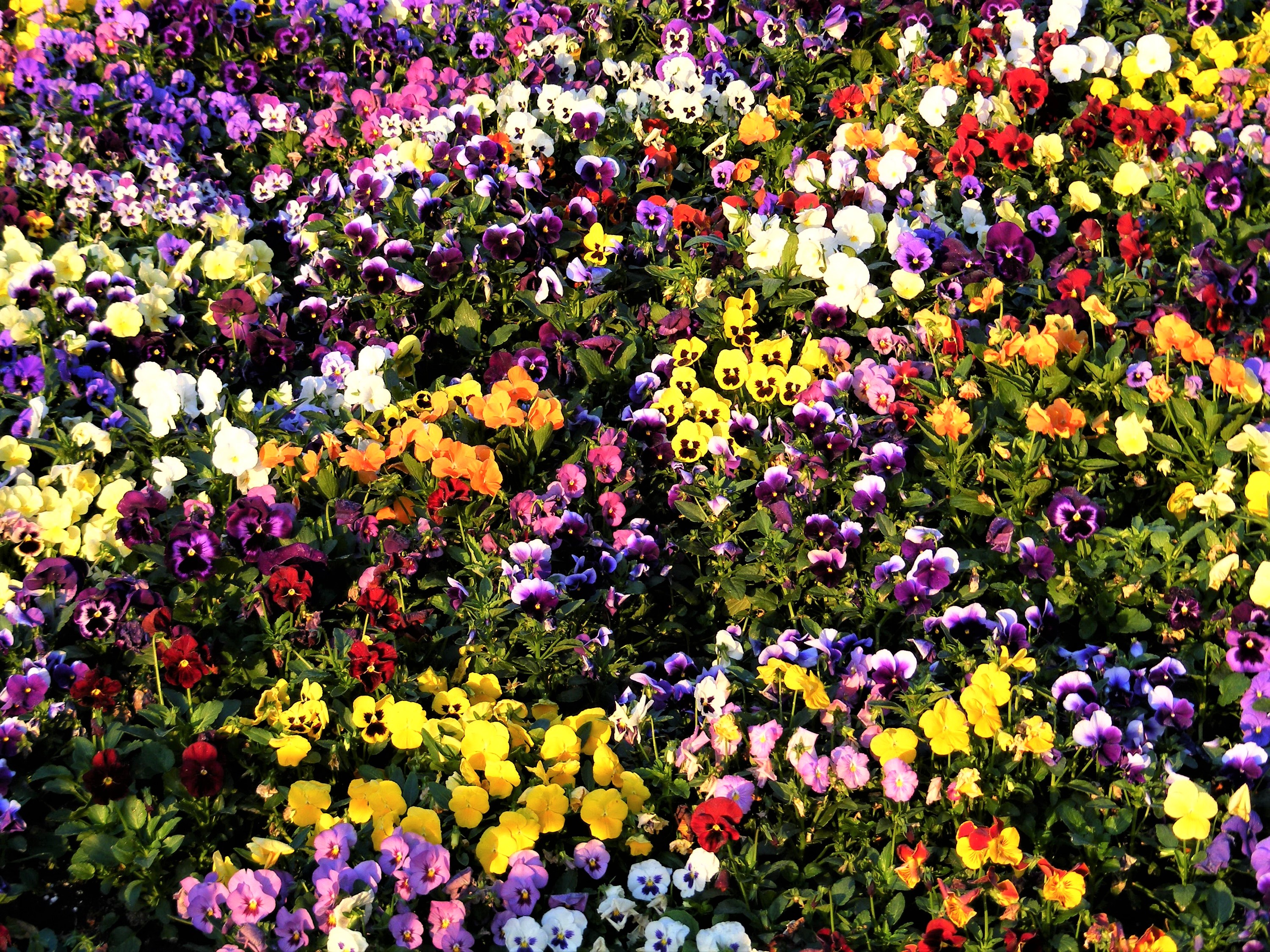Baixar papel de parede para celular de Flores, Flor, Cores, Colorido, Terra/natureza, Amor Perfeito De Jardim gratuito.