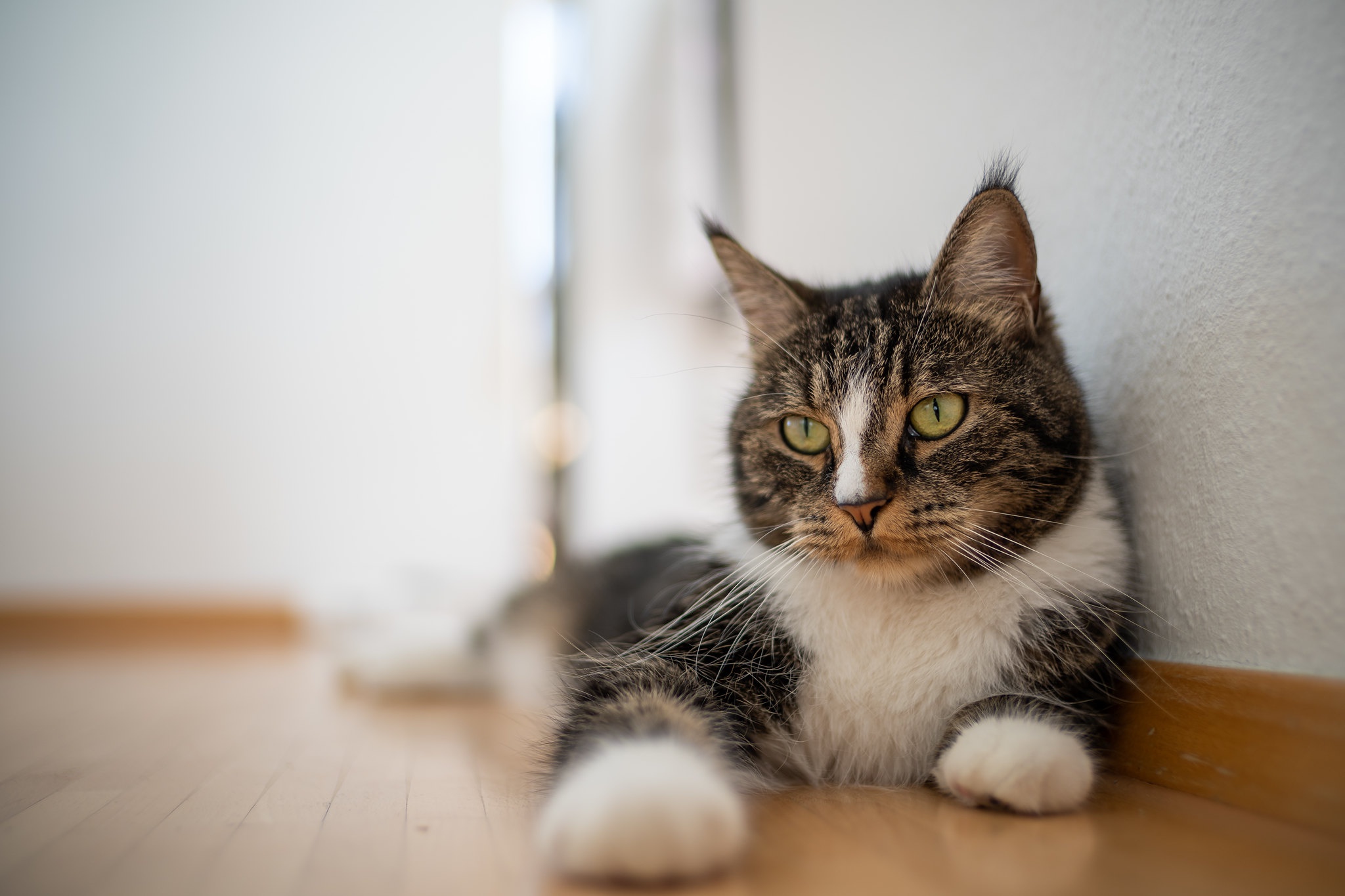 Baixe gratuitamente a imagem Animais, Gatos, Gato na área de trabalho do seu PC