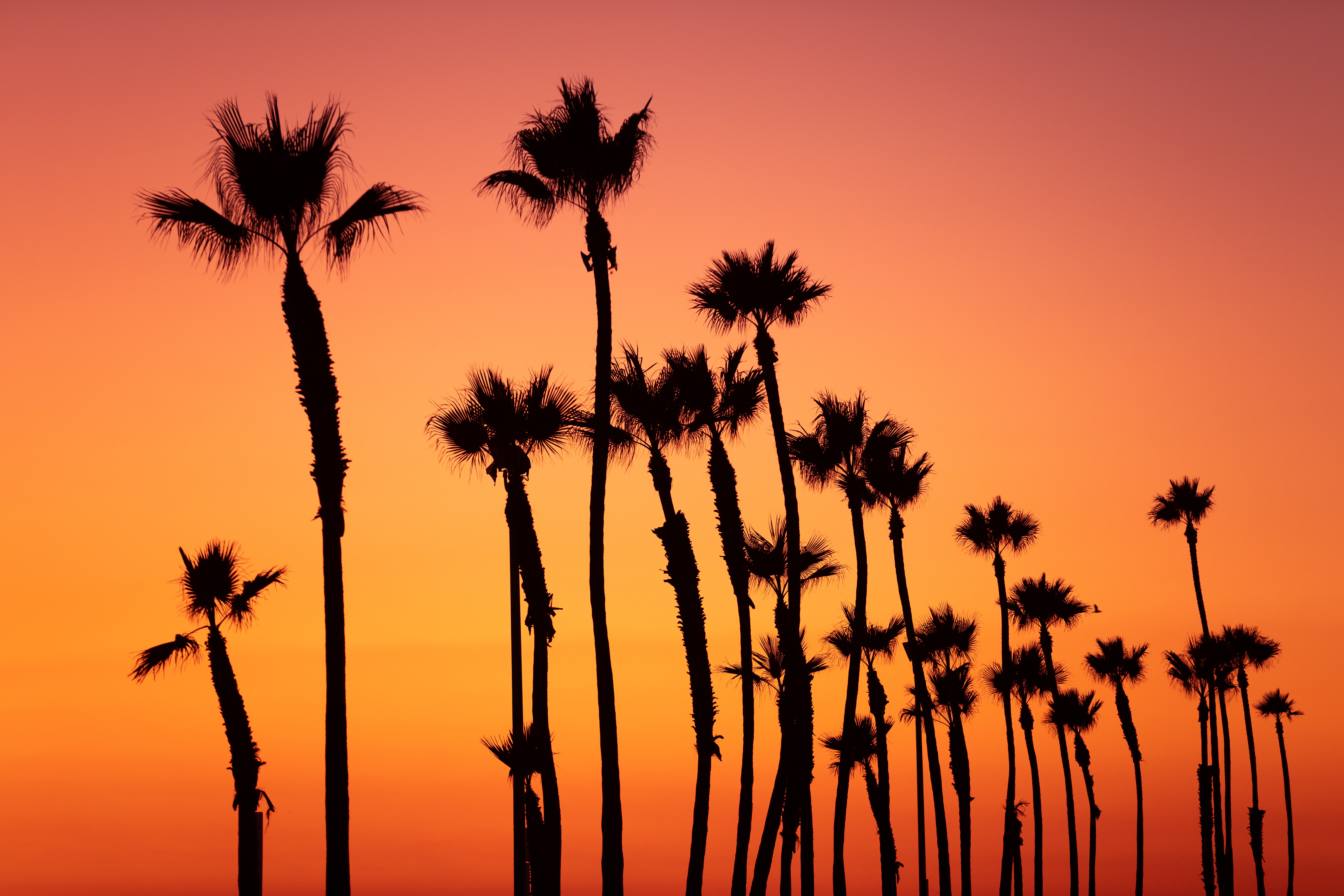 Download mobile wallpaper Sky, Sunset, Nature, Palms, Tropics, Pink for free.