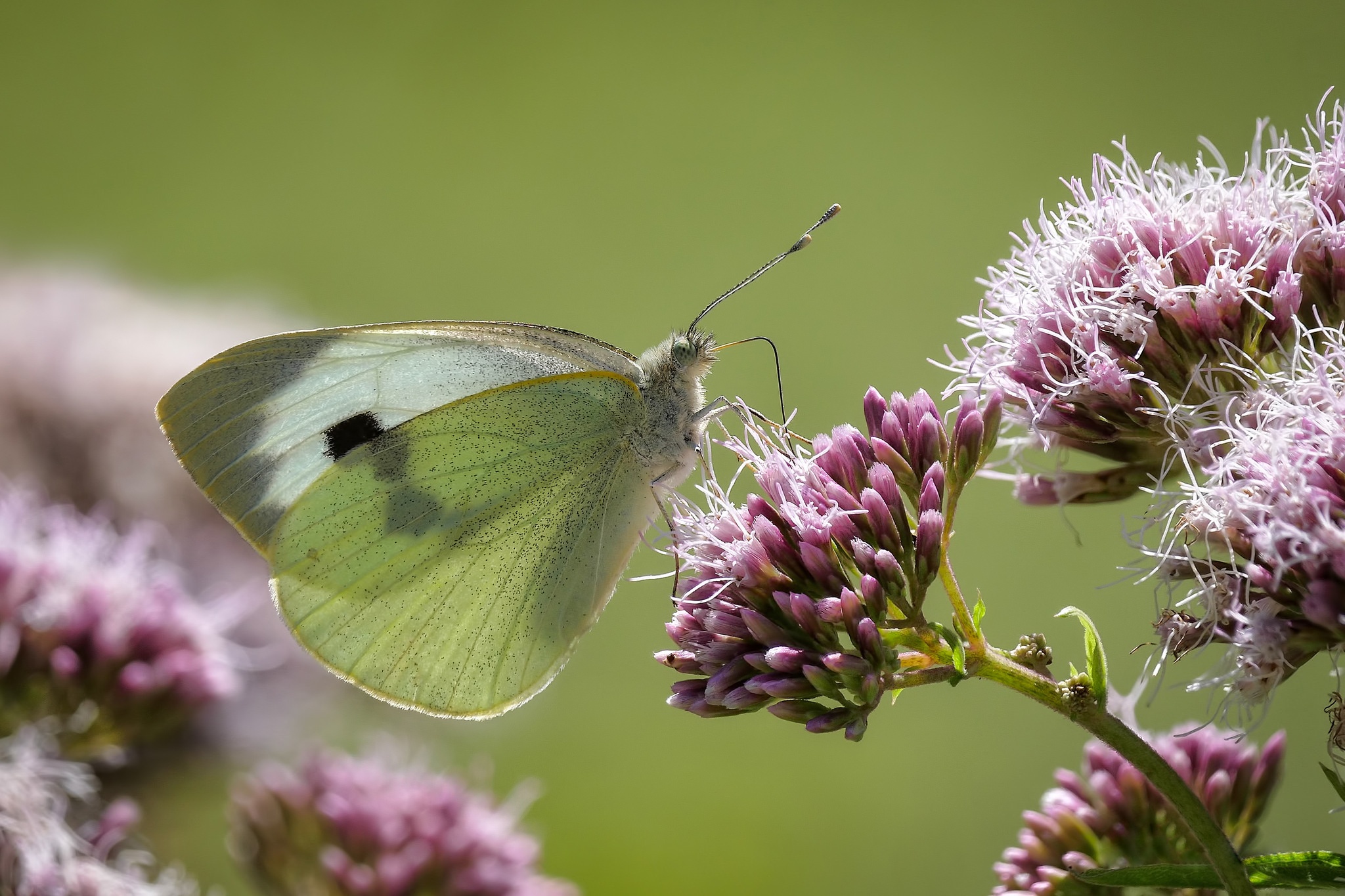 Download mobile wallpaper Flower, Macro, Insect, Butterfly, Animal for free.