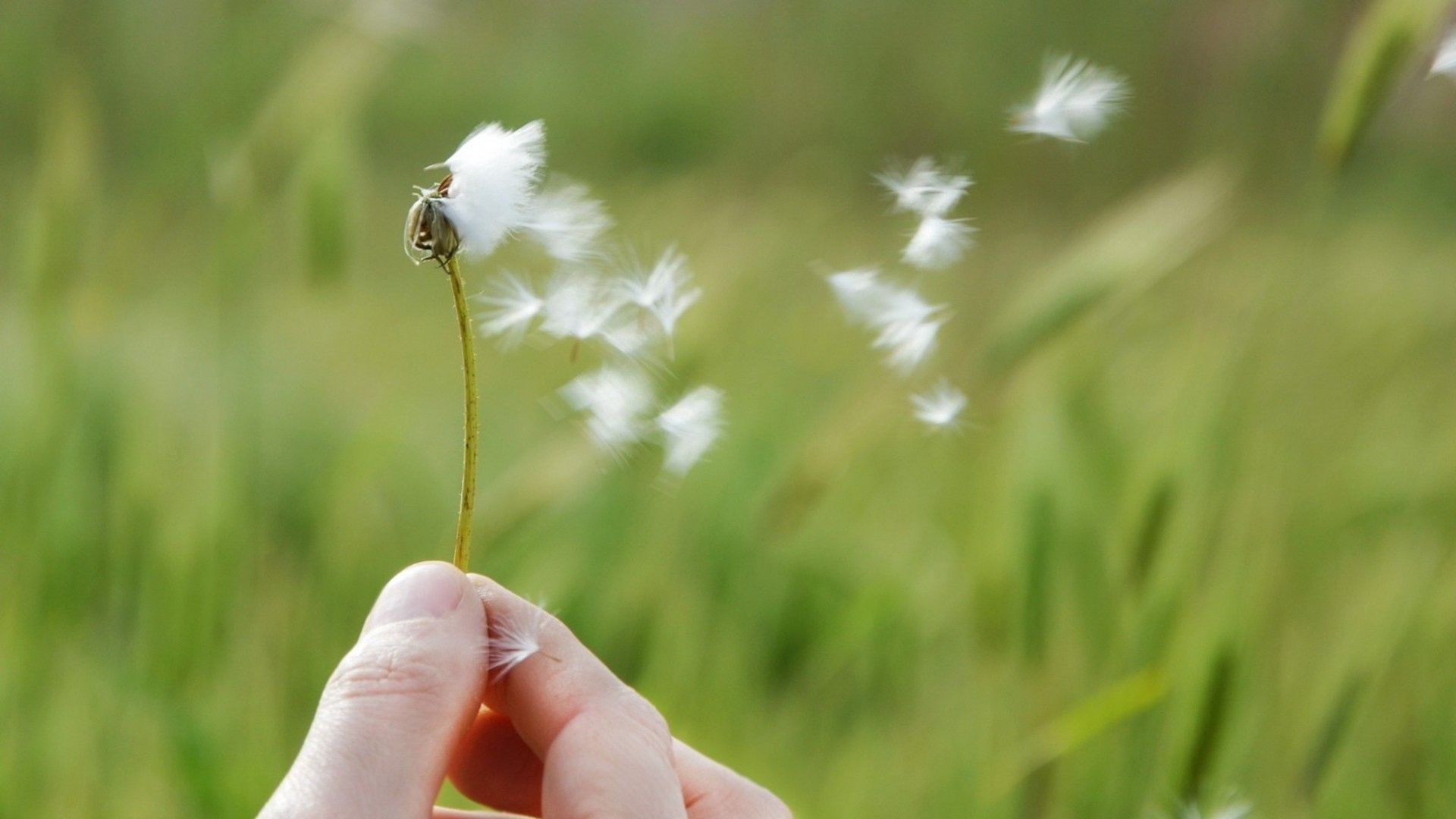 Download mobile wallpaper Hand, Flowers, Macro, Plant for free.