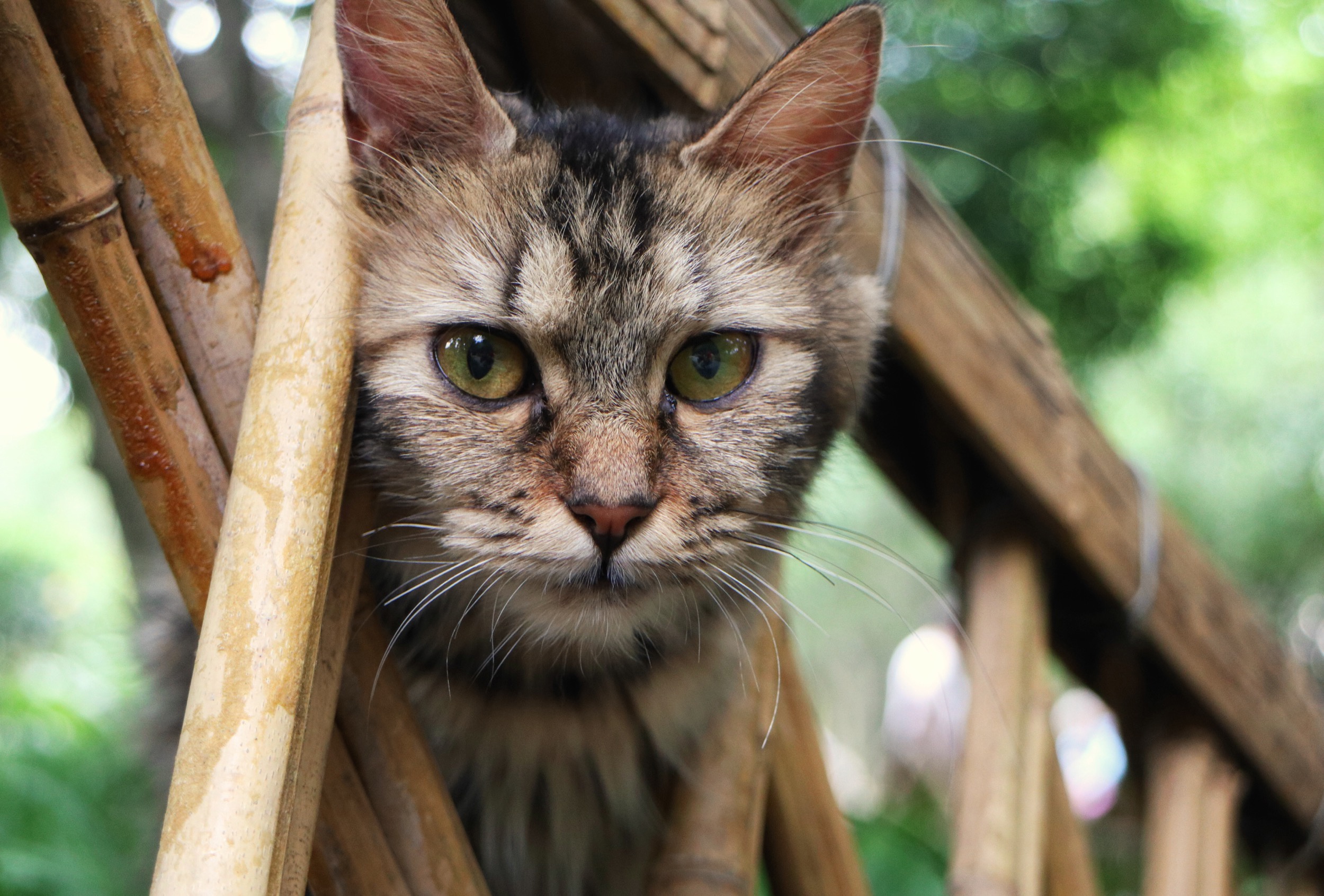 Handy-Wallpaper Tiere, Katzen, Katze, Starren kostenlos herunterladen.