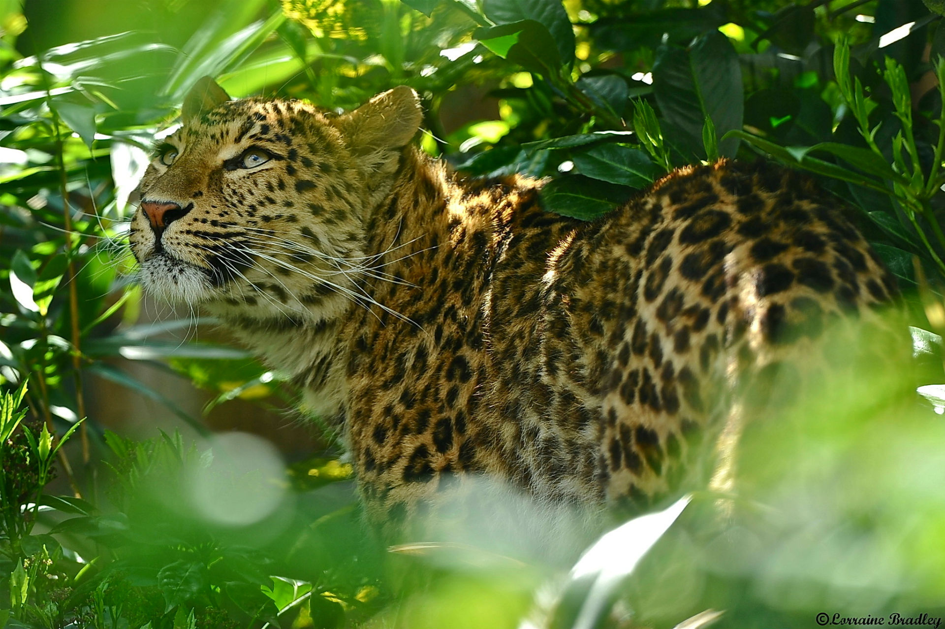 263325 descargar imagen animales, jaguar, gatos: fondos de pantalla y protectores de pantalla gratis