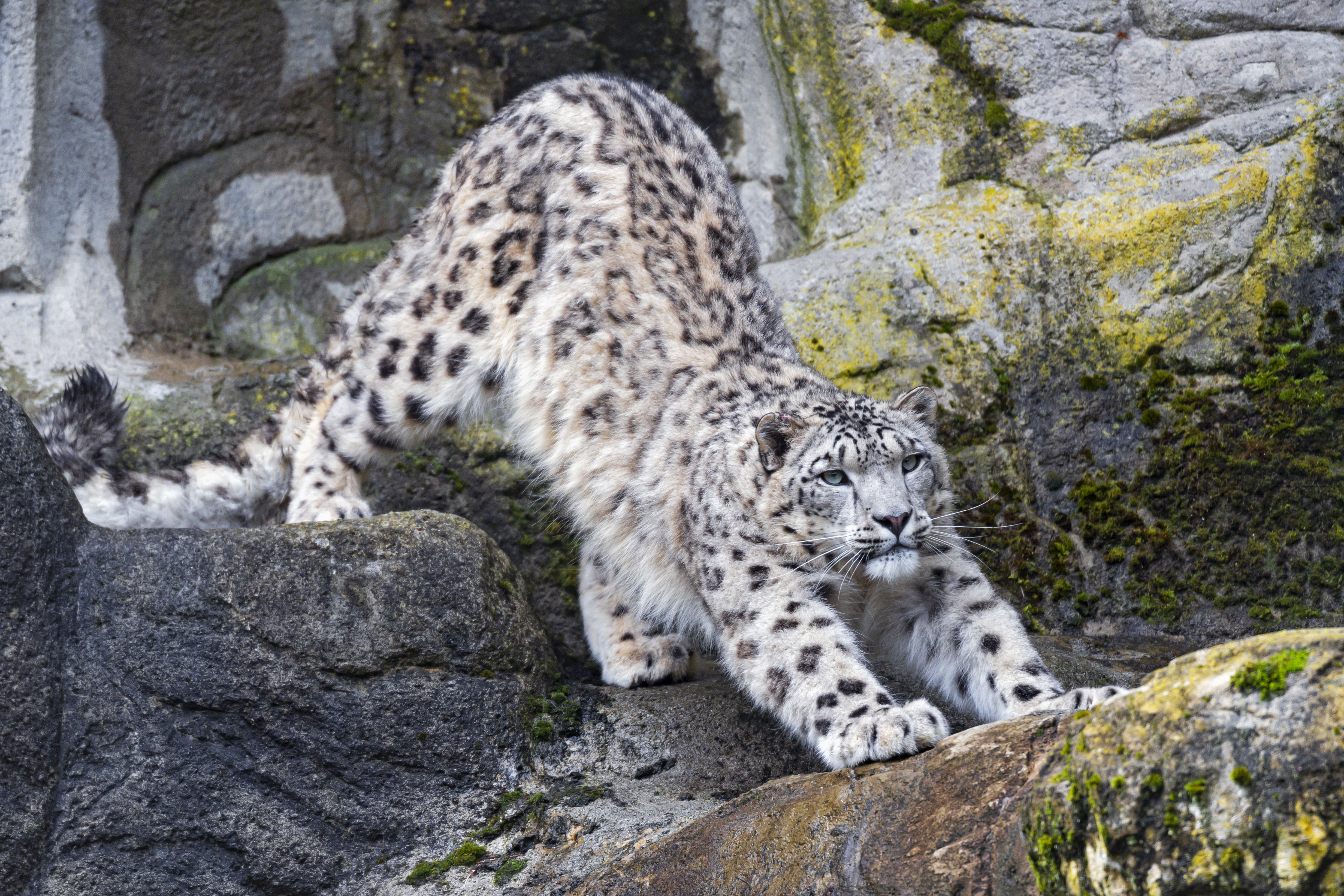 snow leopard, animals, rocks, predator, big cat HD wallpaper