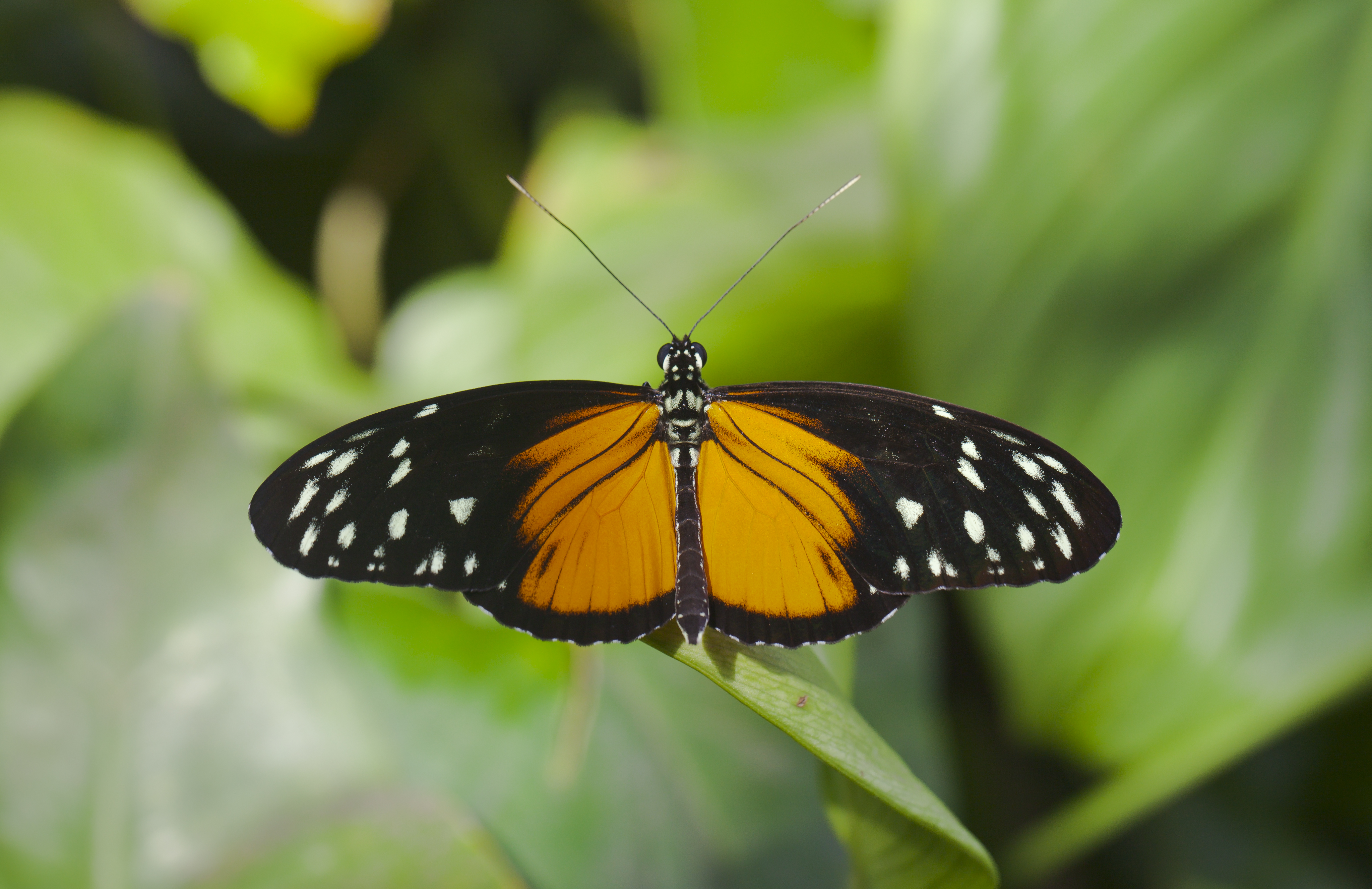 Laden Sie das Tiere, Schmetterlinge, Tiger Langflügel-Bild kostenlos auf Ihren PC-Desktop herunter