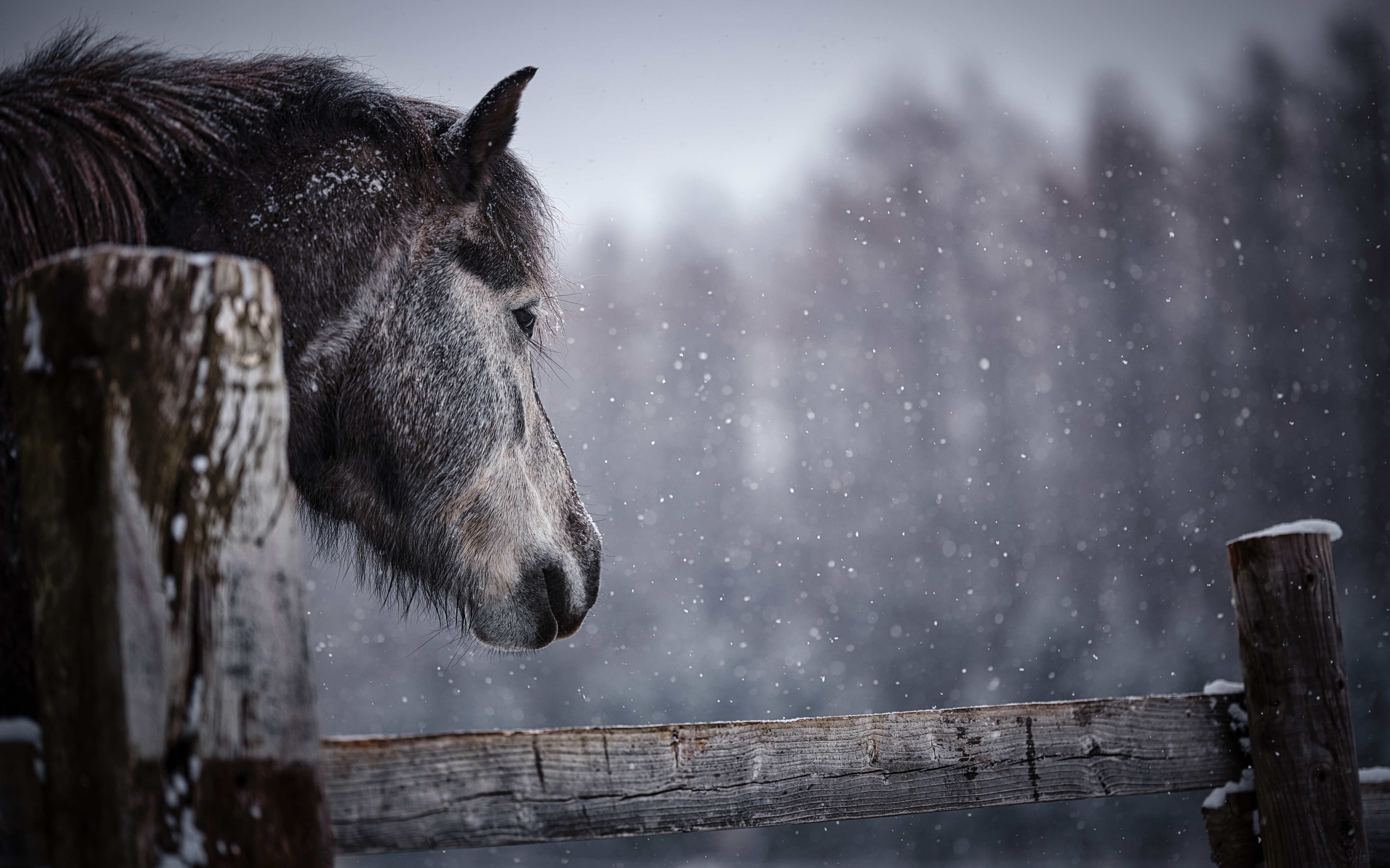 Download mobile wallpaper Animal, Horse for free.