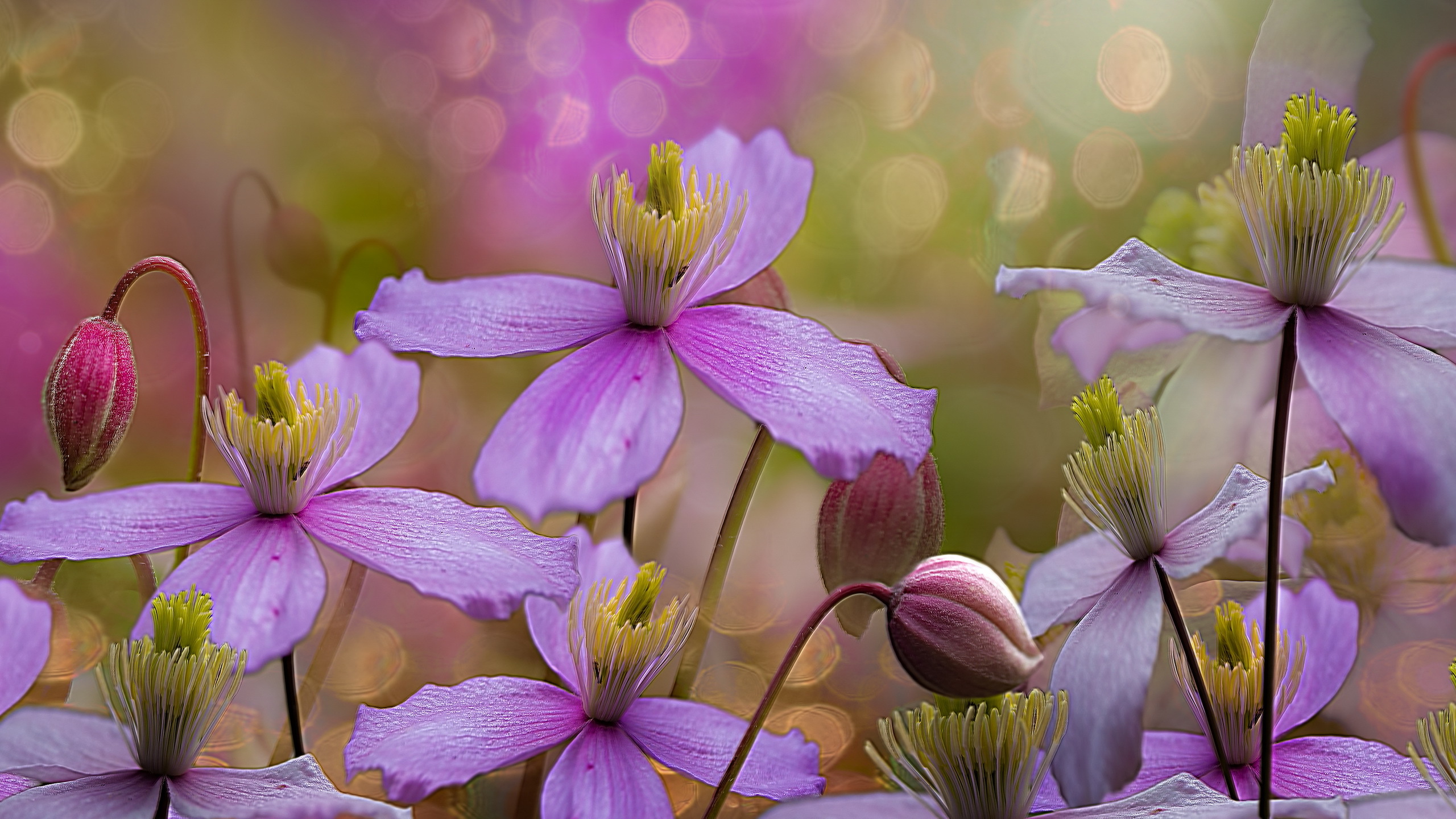 PCデスクトップに自然, フラワーズ, 花, 地球, 紫色の花画像を無料でダウンロード