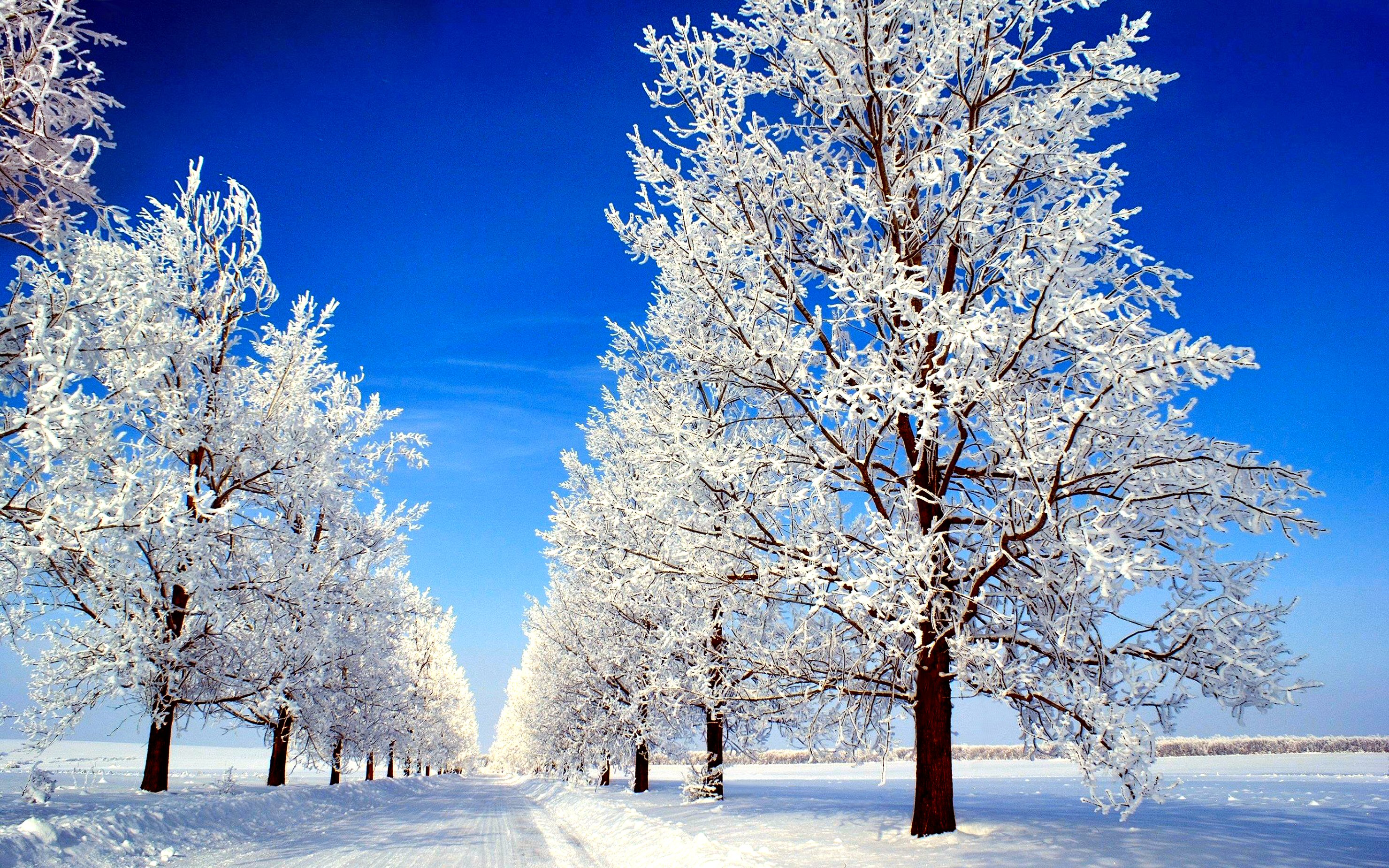Download mobile wallpaper Trees, Snow, Winter, Road, Tree, Nature, Earth, Sky for free.