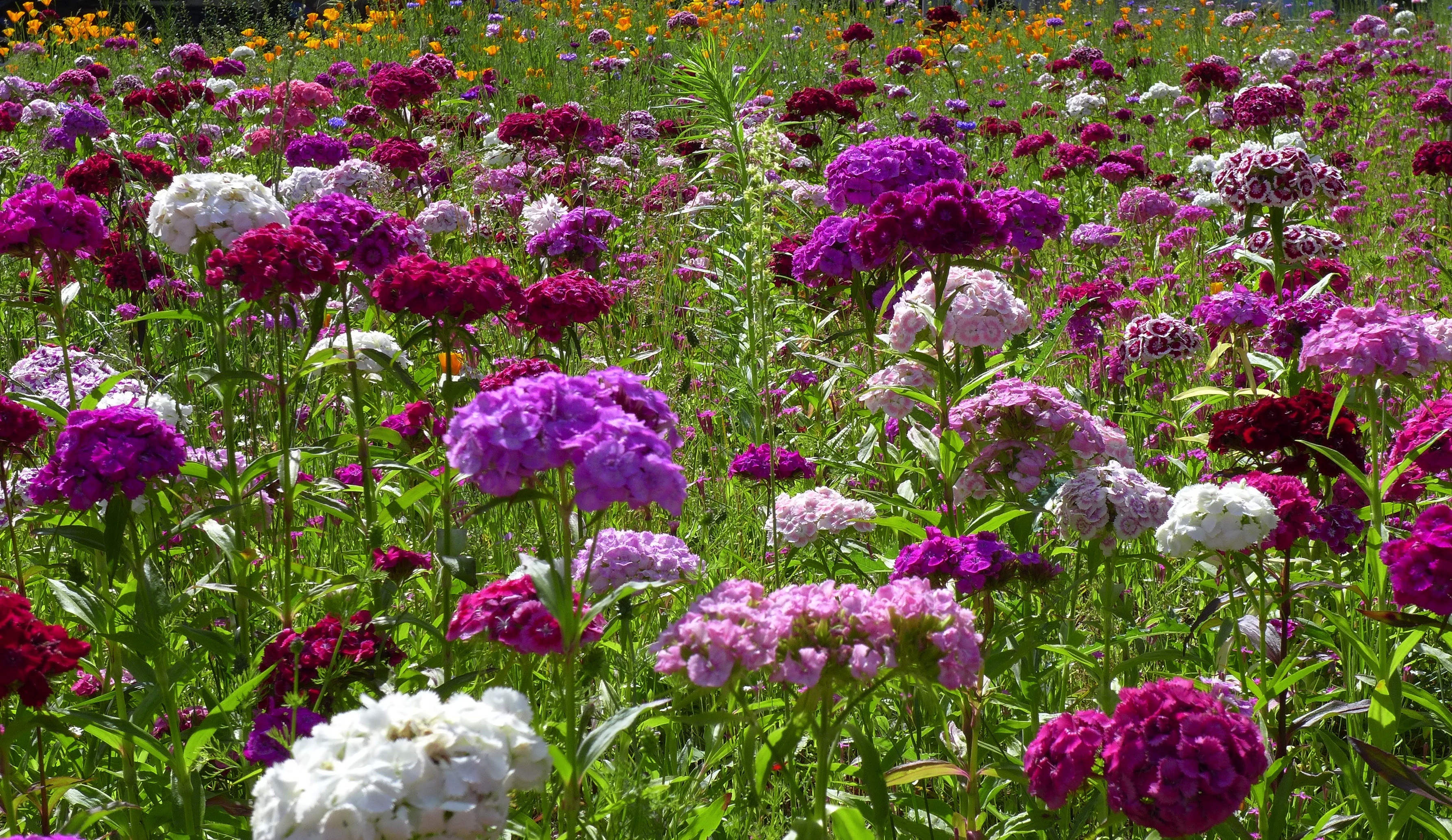 Free download wallpaper Flowers, Flower, Earth, Field, Colorful, Purple Flower, Pink Flower on your PC desktop