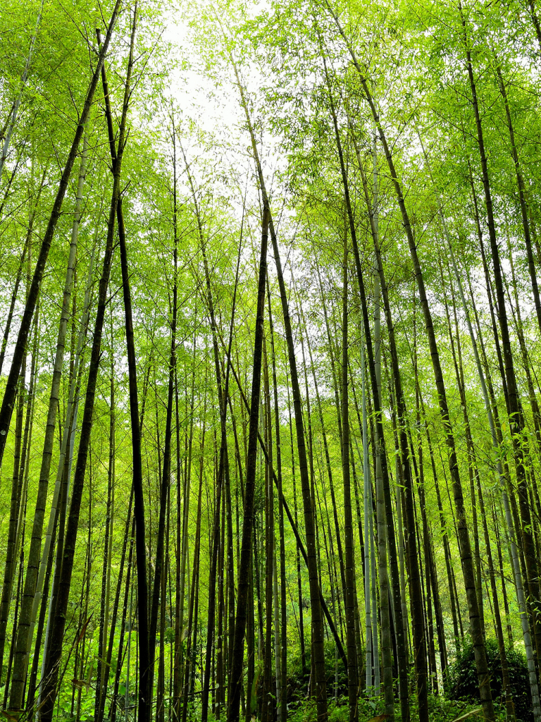 Скачати мобільні шпалери Природа, Рослина, Ліс, Земля, Бамбук безкоштовно.