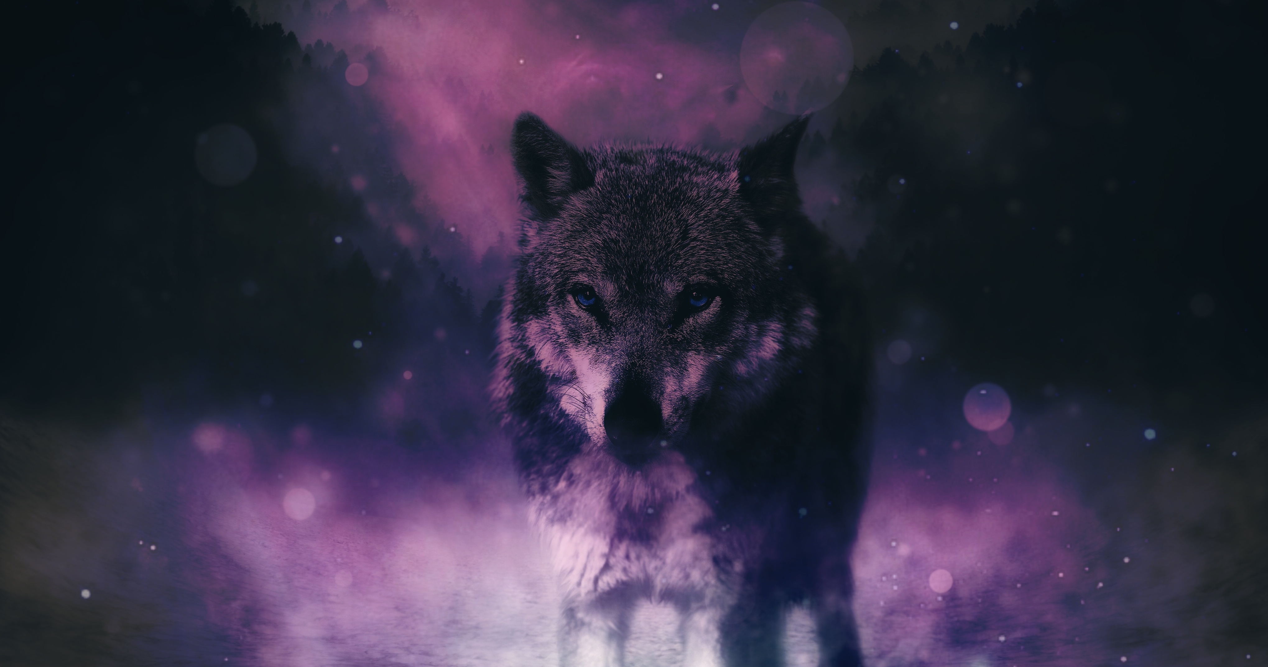 wolf, wildlife, opinion, animals, predator, sight, photoshop HD wallpaper