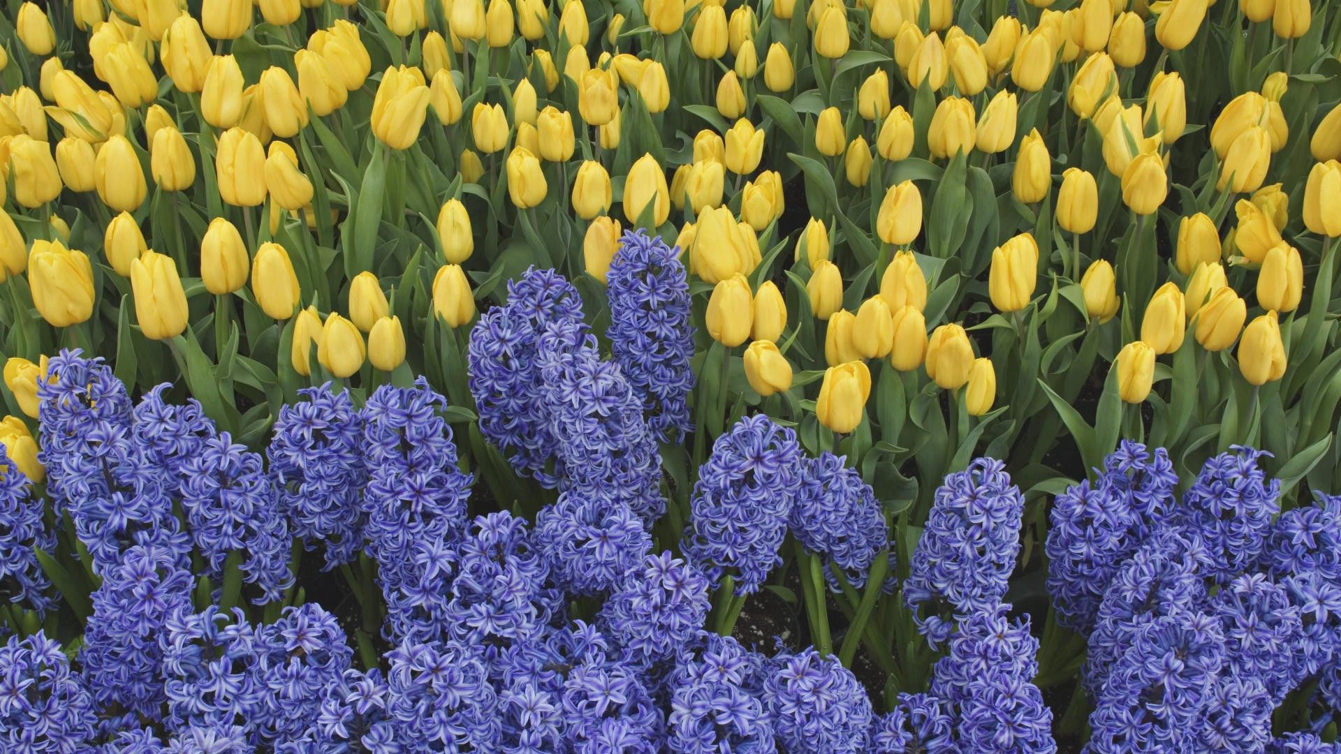 94601 descargar fondo de pantalla primavera, flores, tulipanes, verduras, cama de flores, parterre, jacintos: protectores de pantalla e imágenes gratis