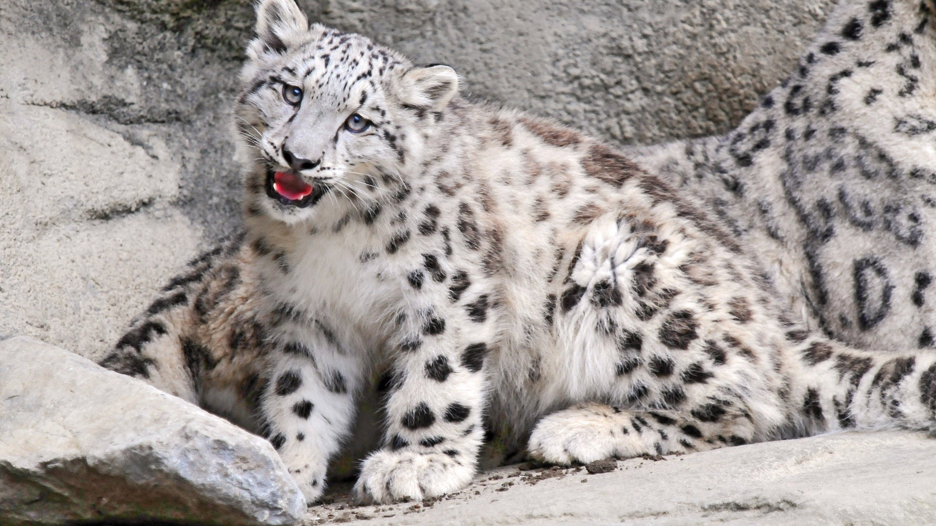 Baixar papel de parede para celular de Animais, Leopardo, Leopardo Das Neves gratuito.