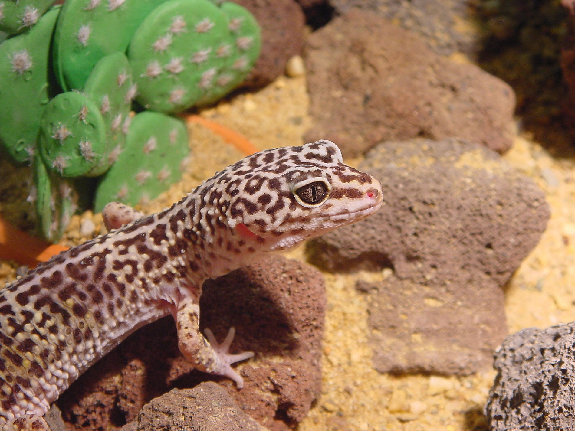 689104 descargar fondo de pantalla animales, gecko leopardo: protectores de pantalla e imágenes gratis