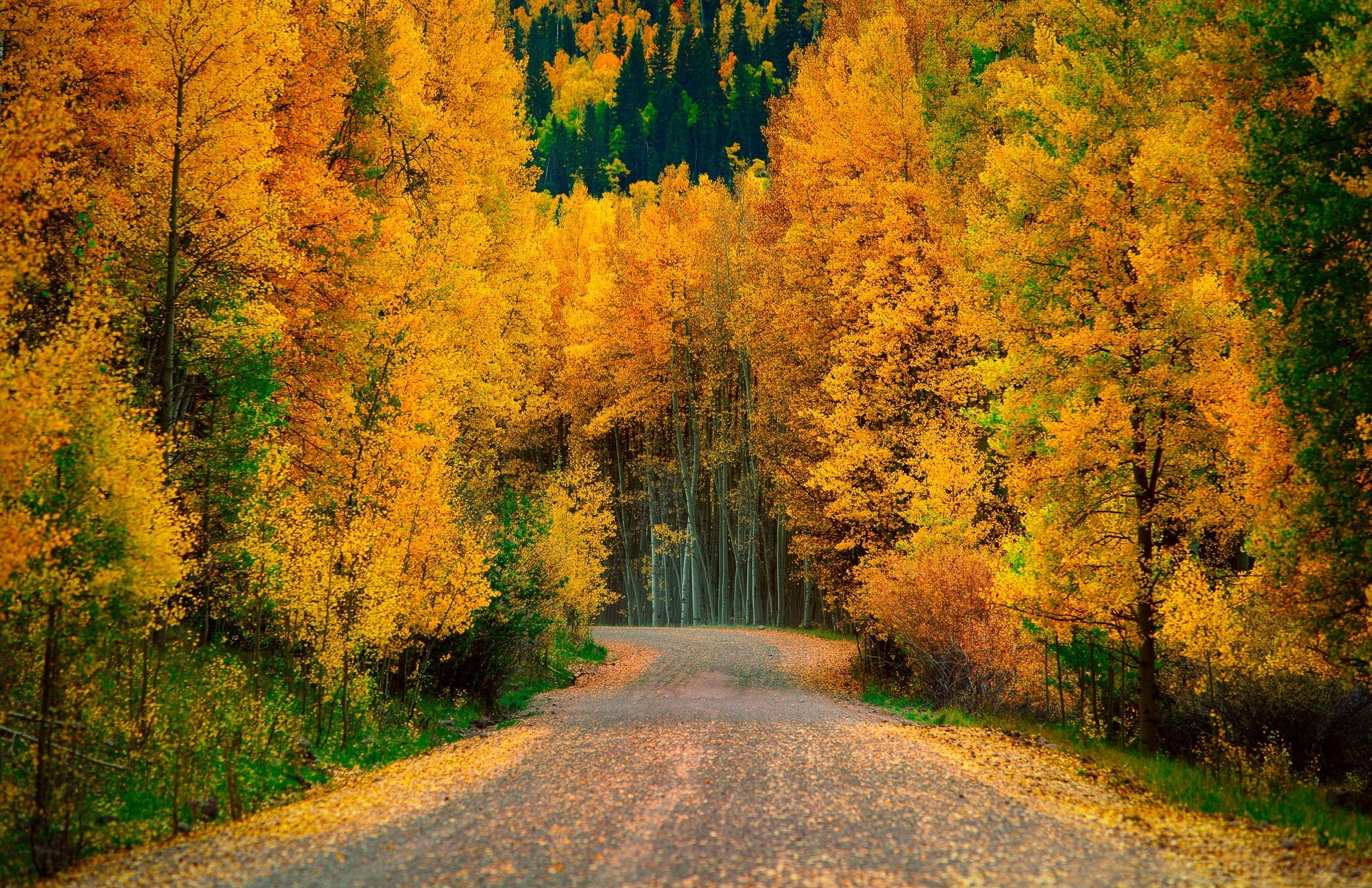 Free download wallpaper Road, Forest, Leaf, Fall, Photography on your PC desktop