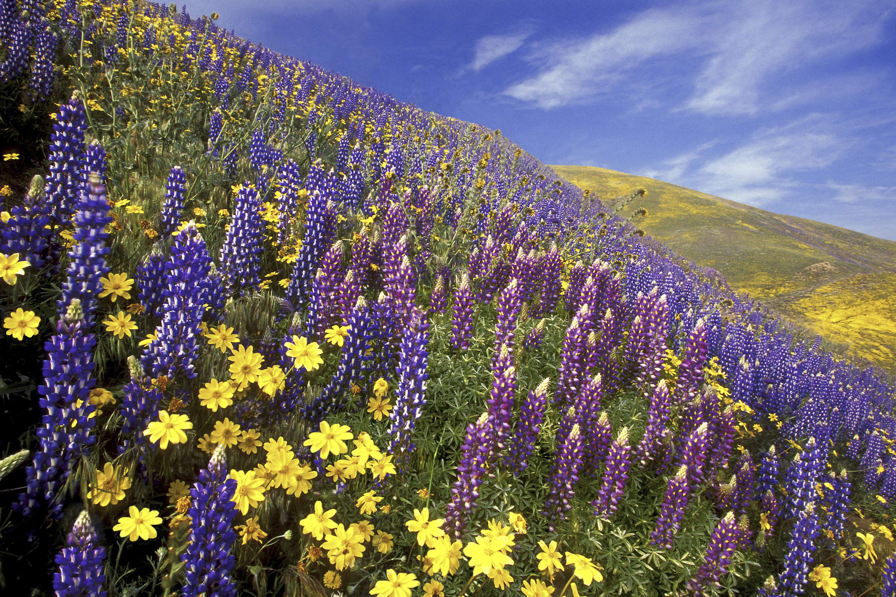 Laden Sie das Blumen, Blume, Farben, Gebirge, Bunt, Gänseblümchen, Lupinen, Erde/natur-Bild kostenlos auf Ihren PC-Desktop herunter