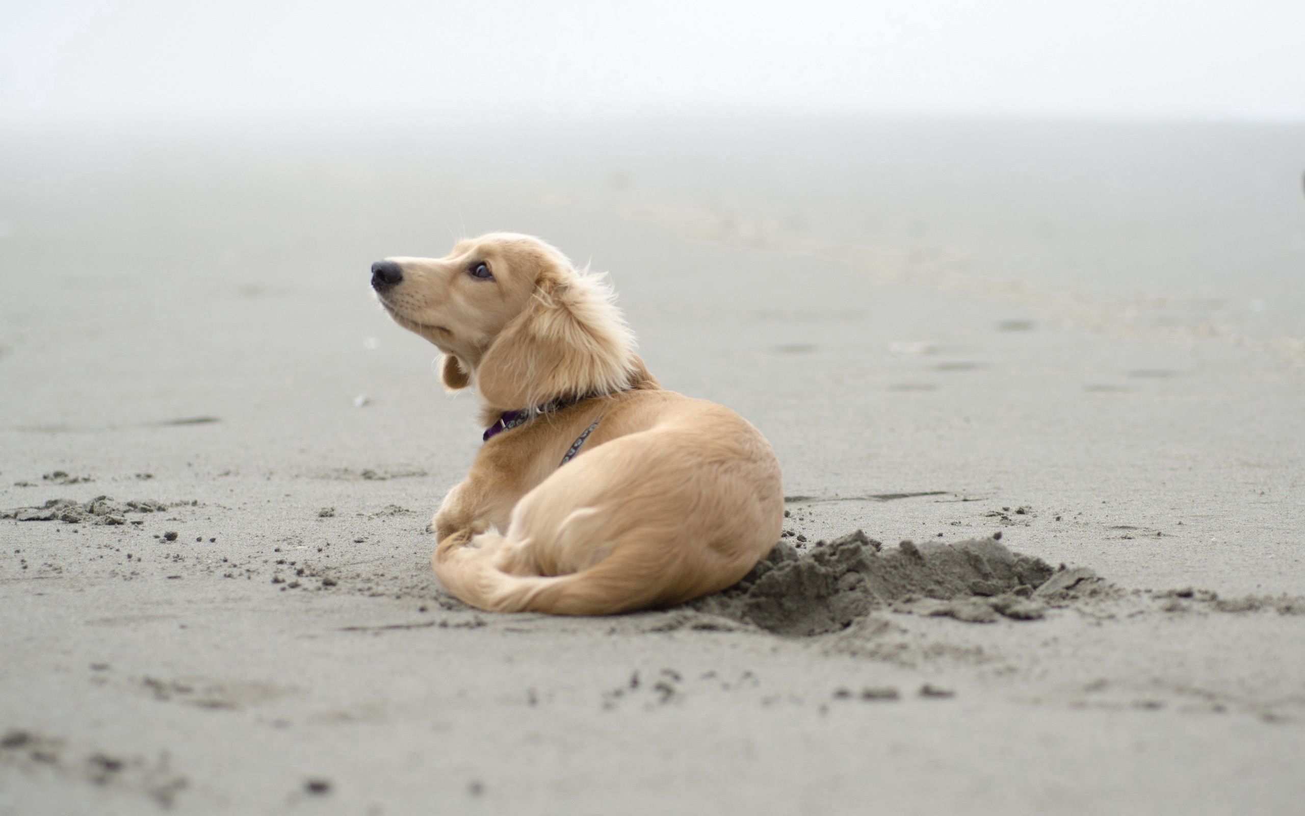 71888 скачать обои животные, пляж, песок, лежать, собака, следы - заставки и картинки бесплатно