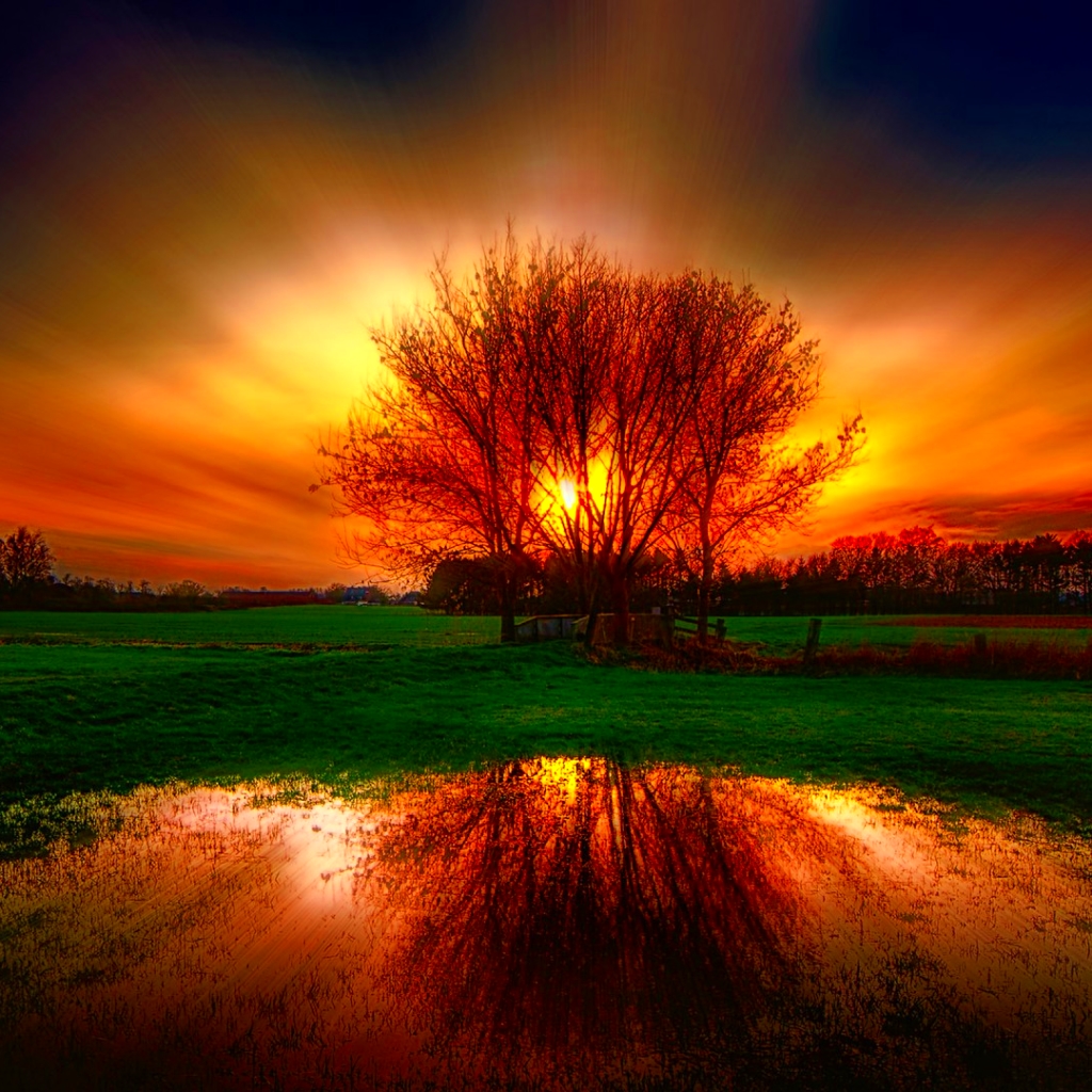 Free download wallpaper Sunset, Reflection, Tree, Earth, Field, Pond on your PC desktop