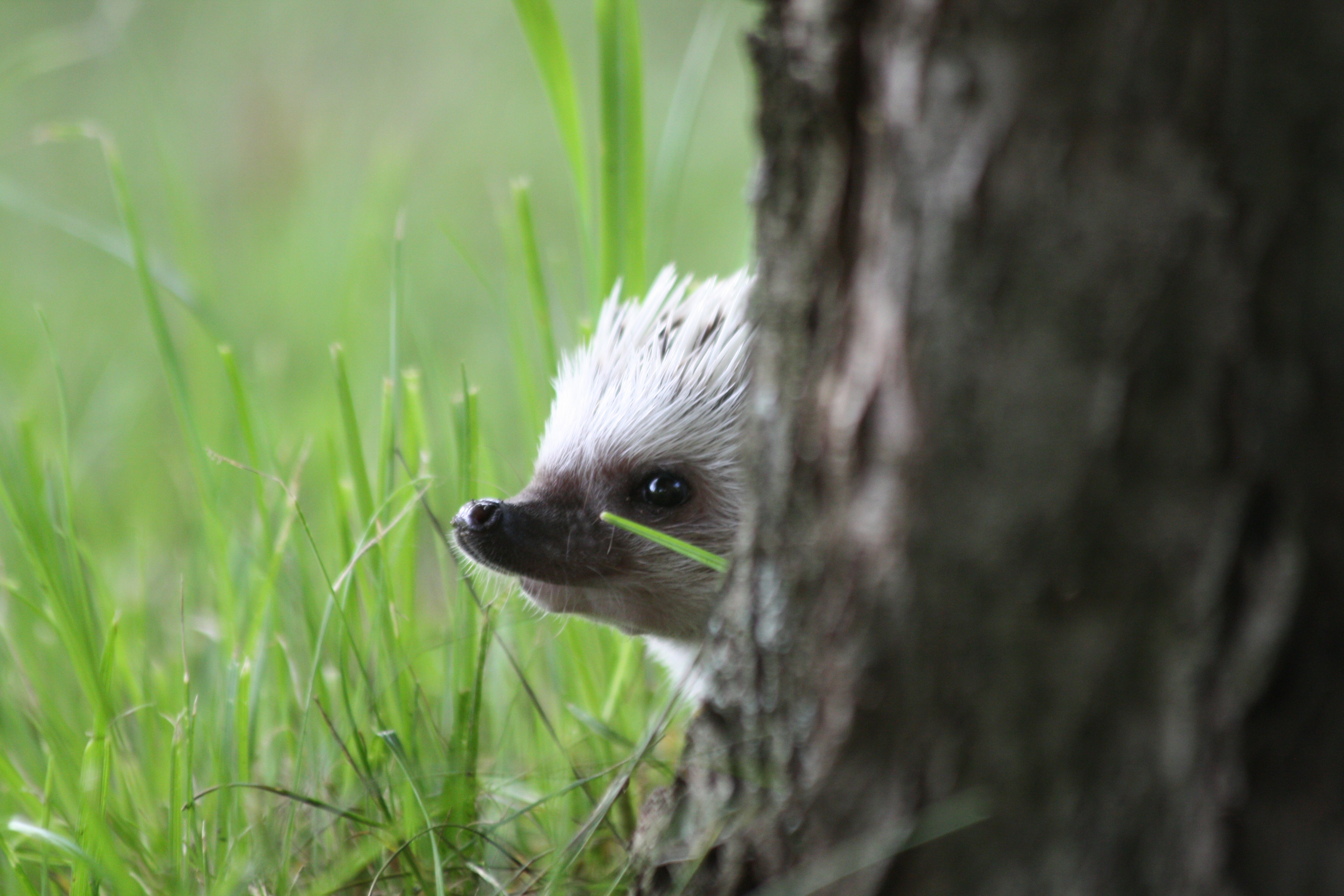 Free download wallpaper Grass, Animal, Hedgehog on your PC desktop