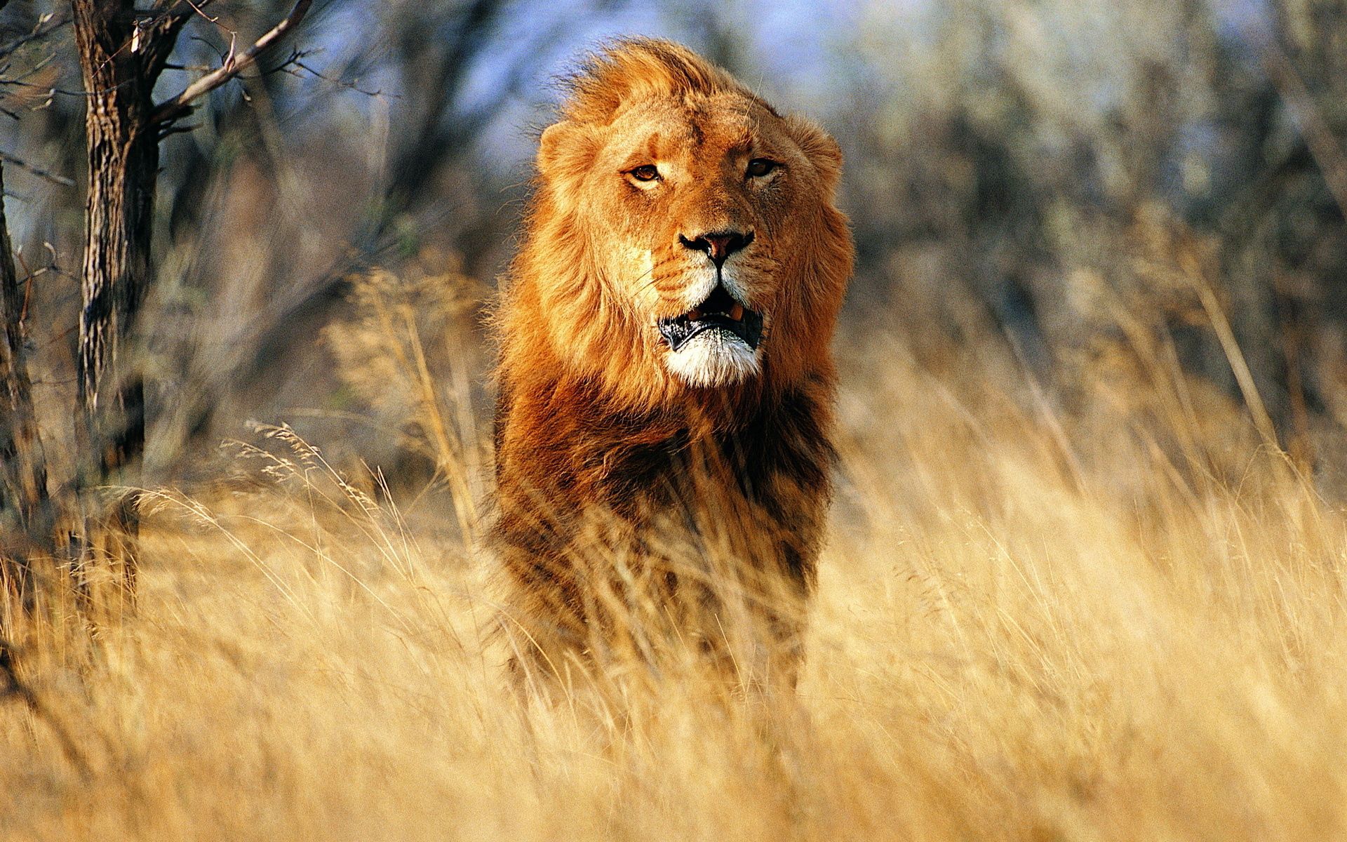 80683 descargar fondo de pantalla animales, pradera, un leon, león, viento: protectores de pantalla e imágenes gratis