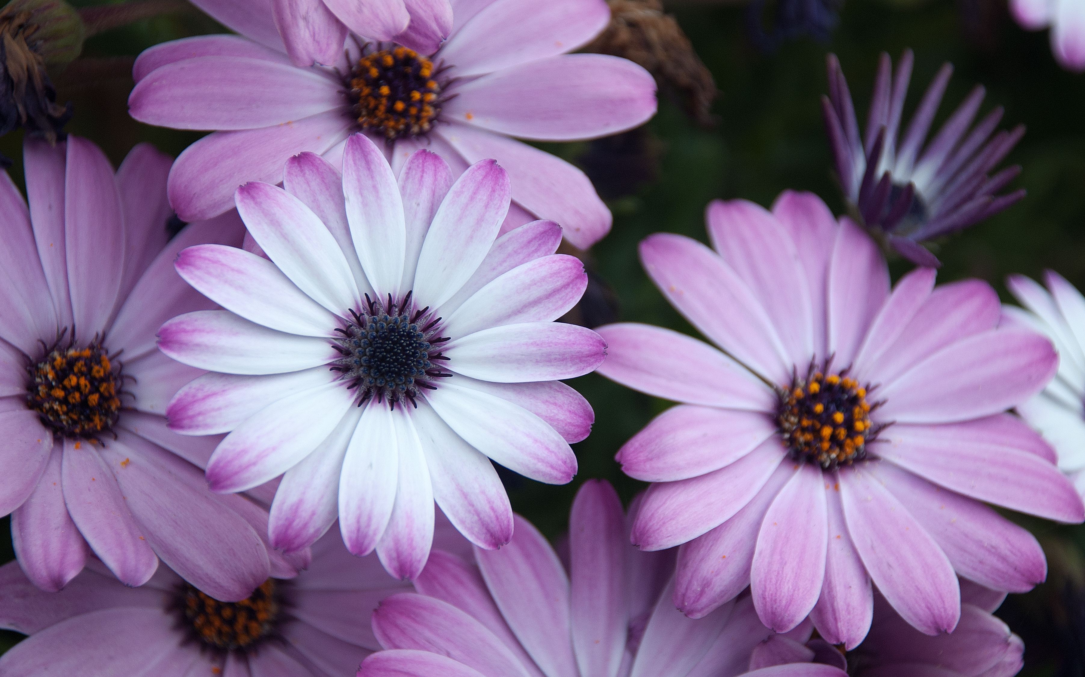 Laden Sie das Blumen, Nahansicht, Lila, Gänseblümchen, Erde/natur-Bild kostenlos auf Ihren PC-Desktop herunter