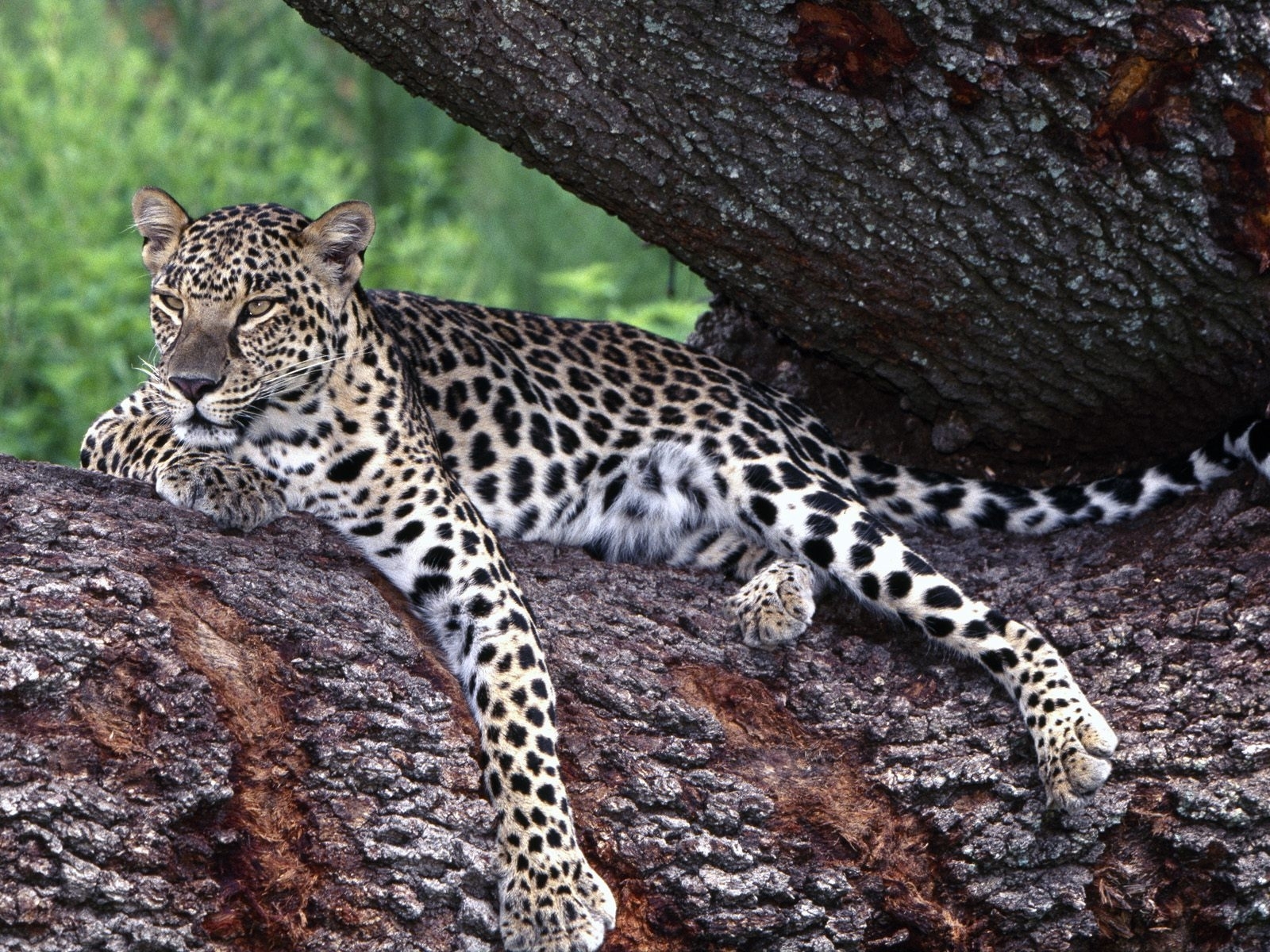 6098 Bild herunterladen tiere, leopards - Hintergrundbilder und Bildschirmschoner kostenlos