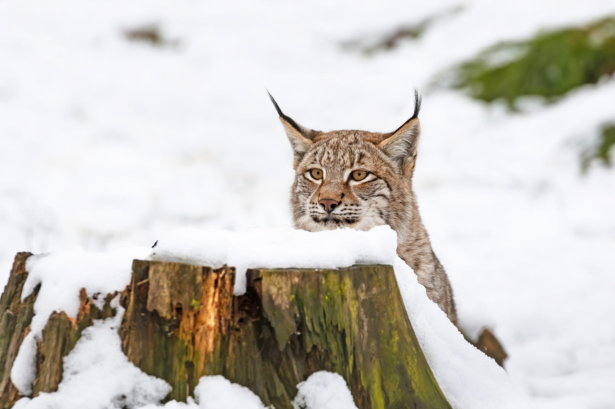 Descarga gratuita de fondo de pantalla para móvil de Animales, Gatos, Nieve, Lince.