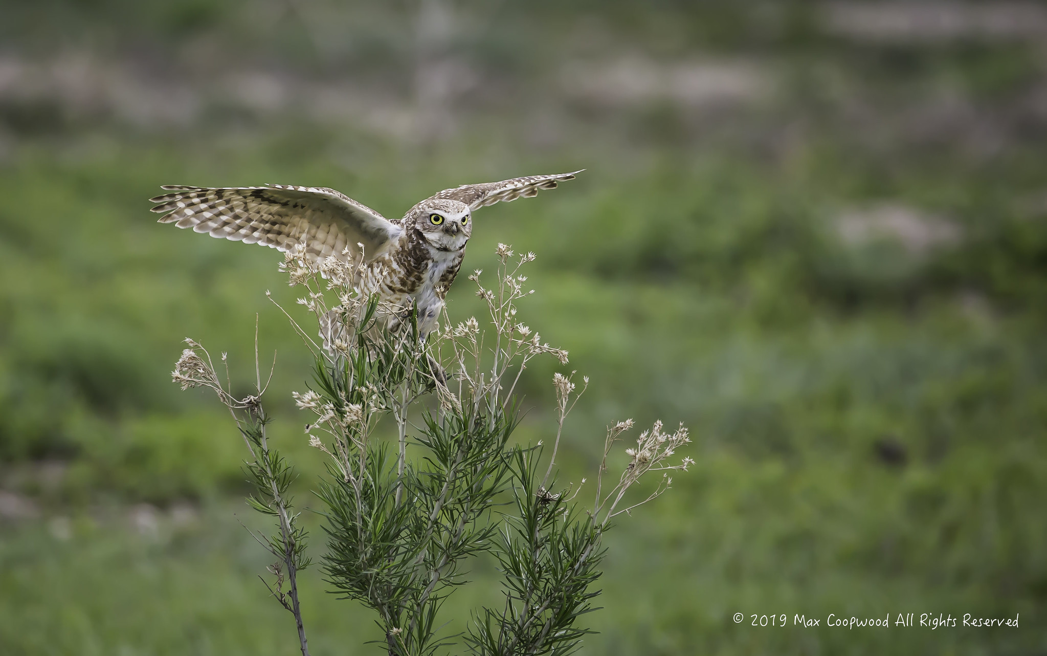 Téléchargez des papiers peints mobile Animaux, Hibou, Des Oiseaux gratuitement.