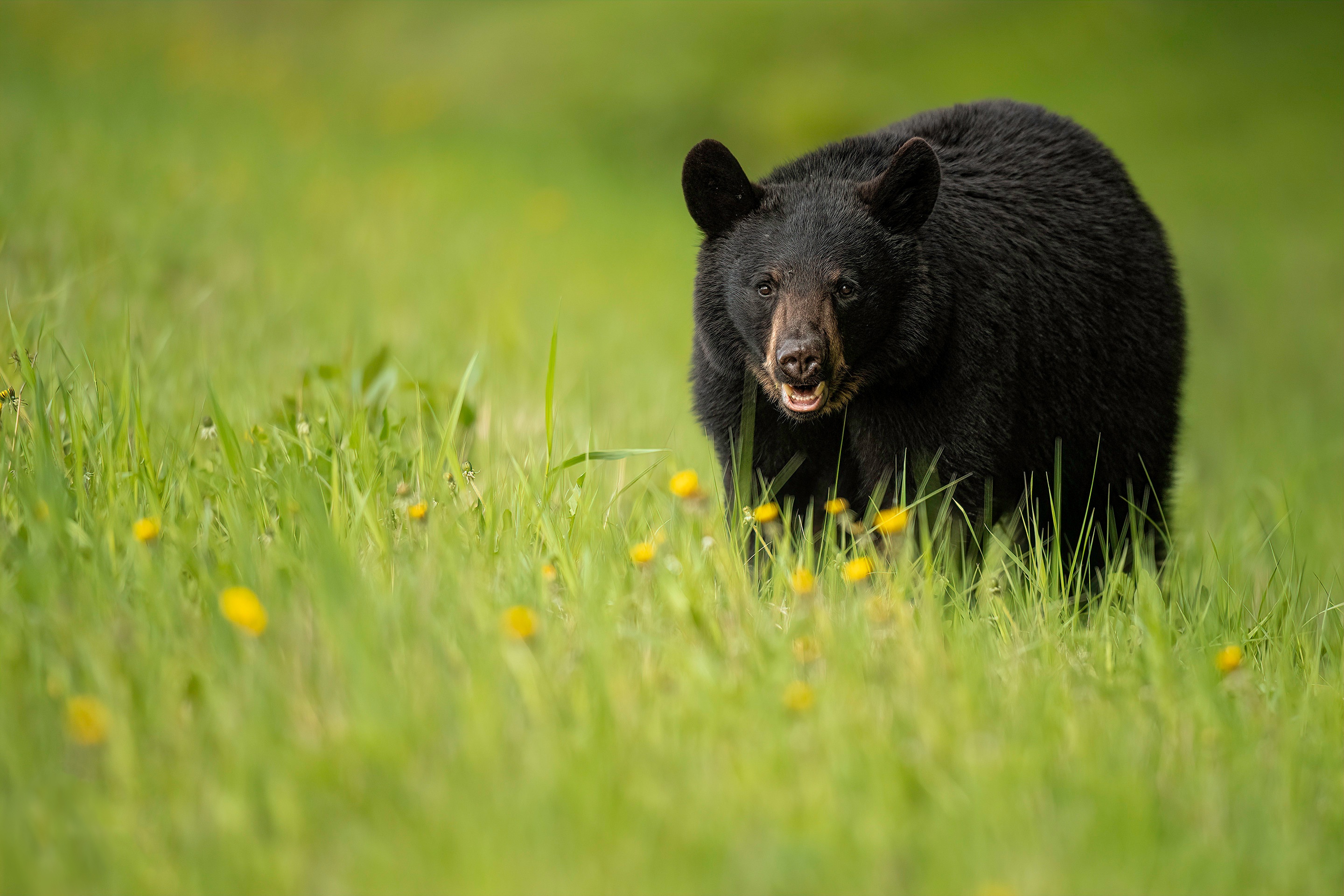 Laden Sie das Tiere, Bären, Bär, Gras-Bild kostenlos auf Ihren PC-Desktop herunter