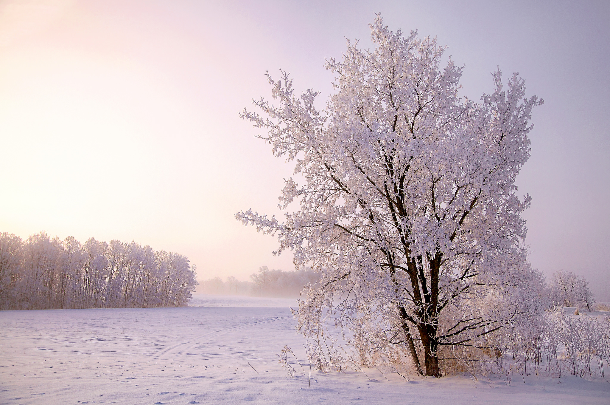 Скачать картинку Зима, Снег, Дерево, Поле, Земля/природа в телефон бесплатно.