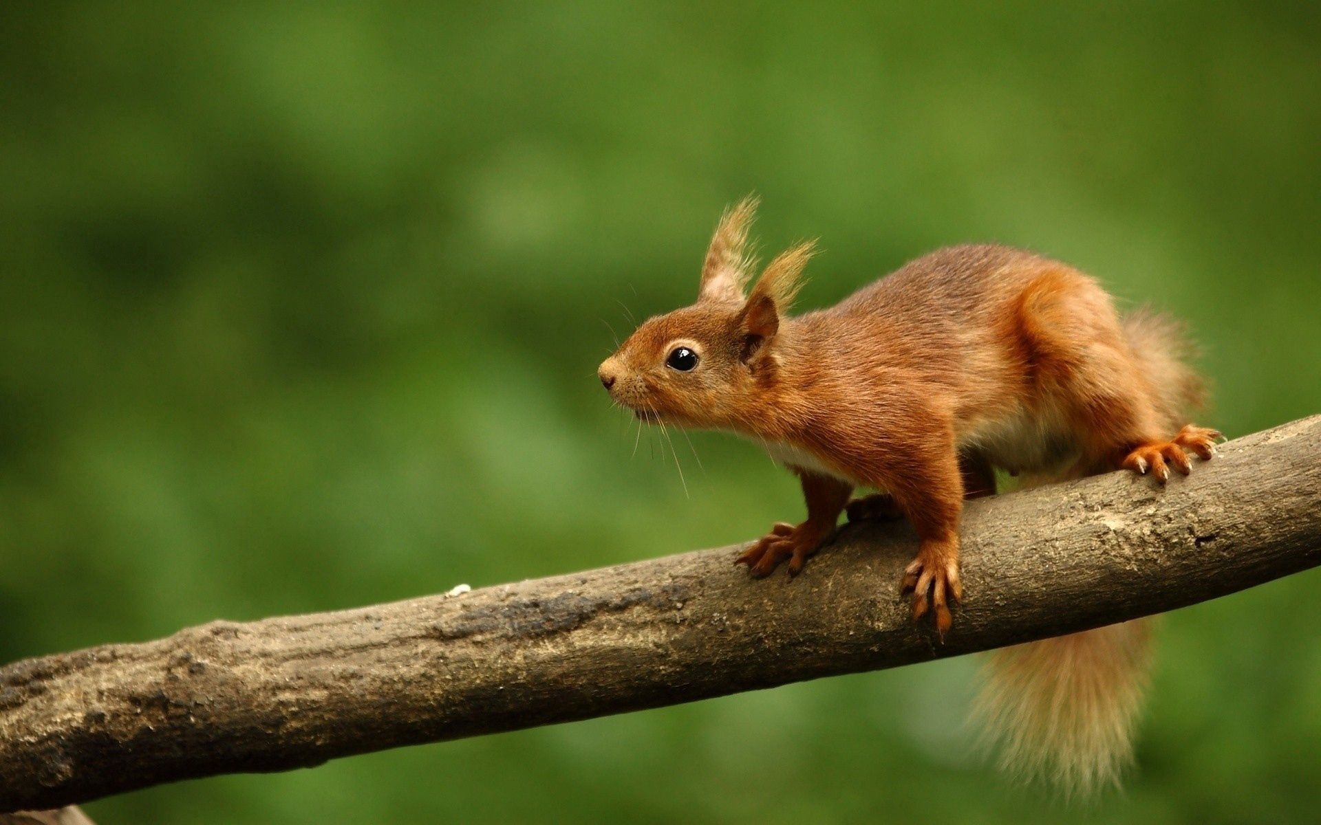 Download mobile wallpaper Climb, Branch, Animal, Animals, Smooth, Squirrel, Blur for free.