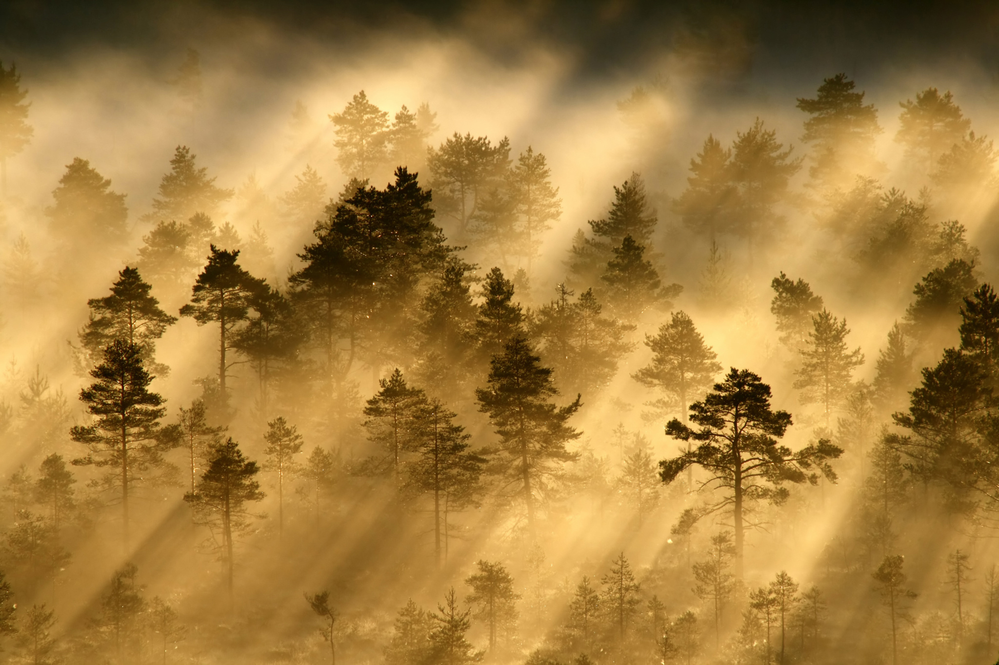 Free download wallpaper Nature, Forest, Tree, Fog, Earth, Sunbeam on your PC desktop