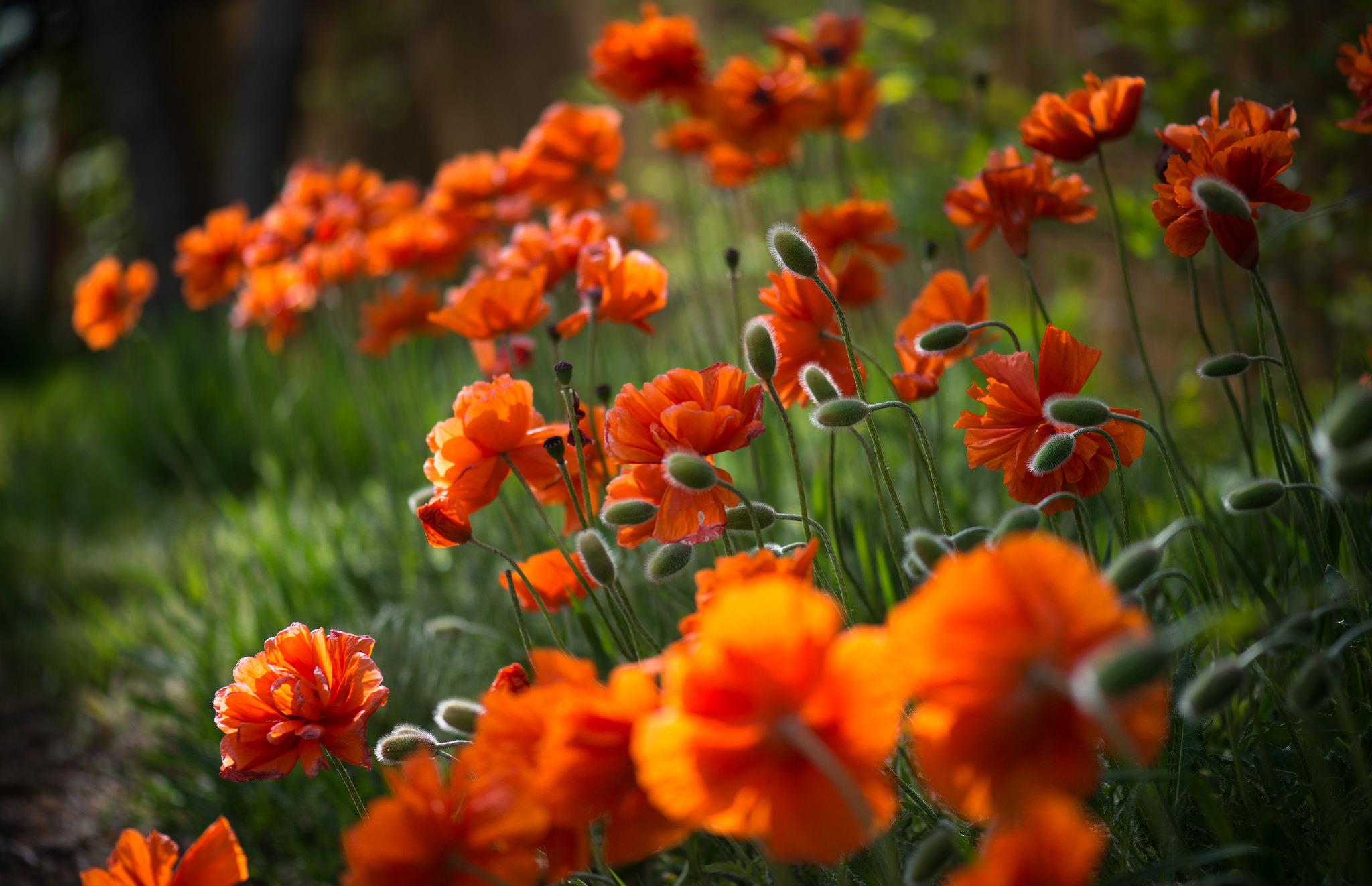 Handy-Wallpaper Blumen, Blume, Erde/natur kostenlos herunterladen.