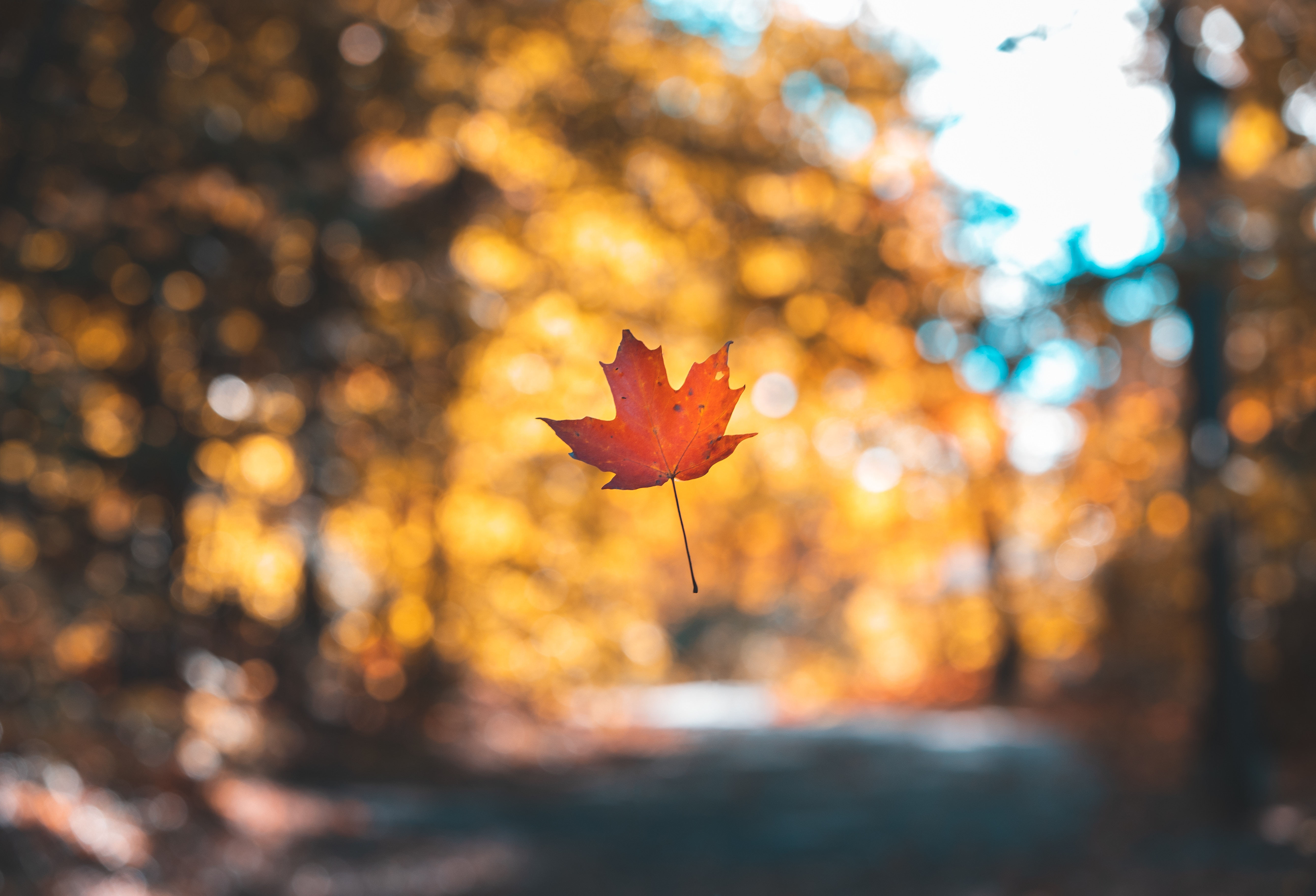 maple, autumn, blur, levitation, nature, smooth, sheet, leaf
