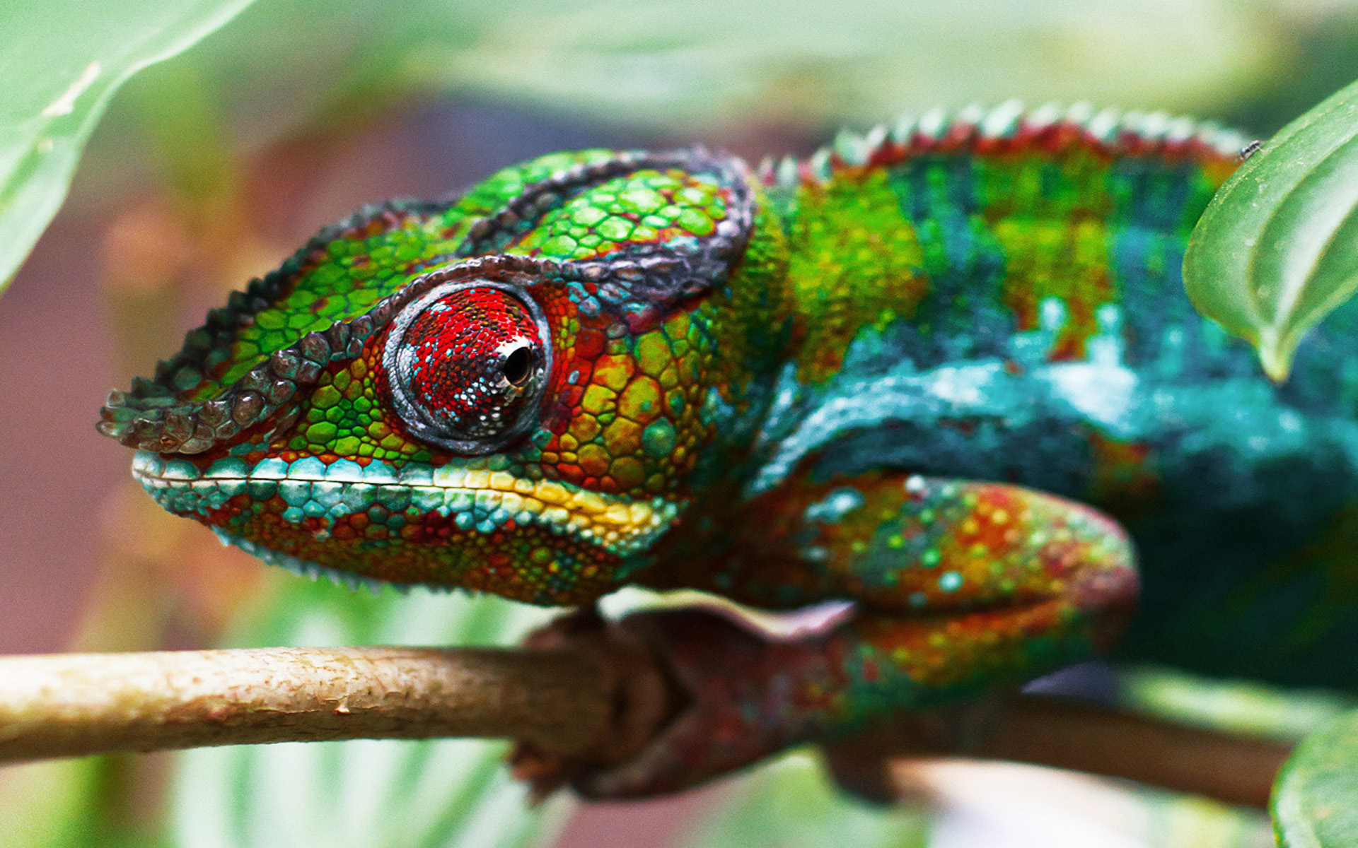 Free download wallpaper Colors, Animal, Chameleon, Colorful, Reptiles on your PC desktop